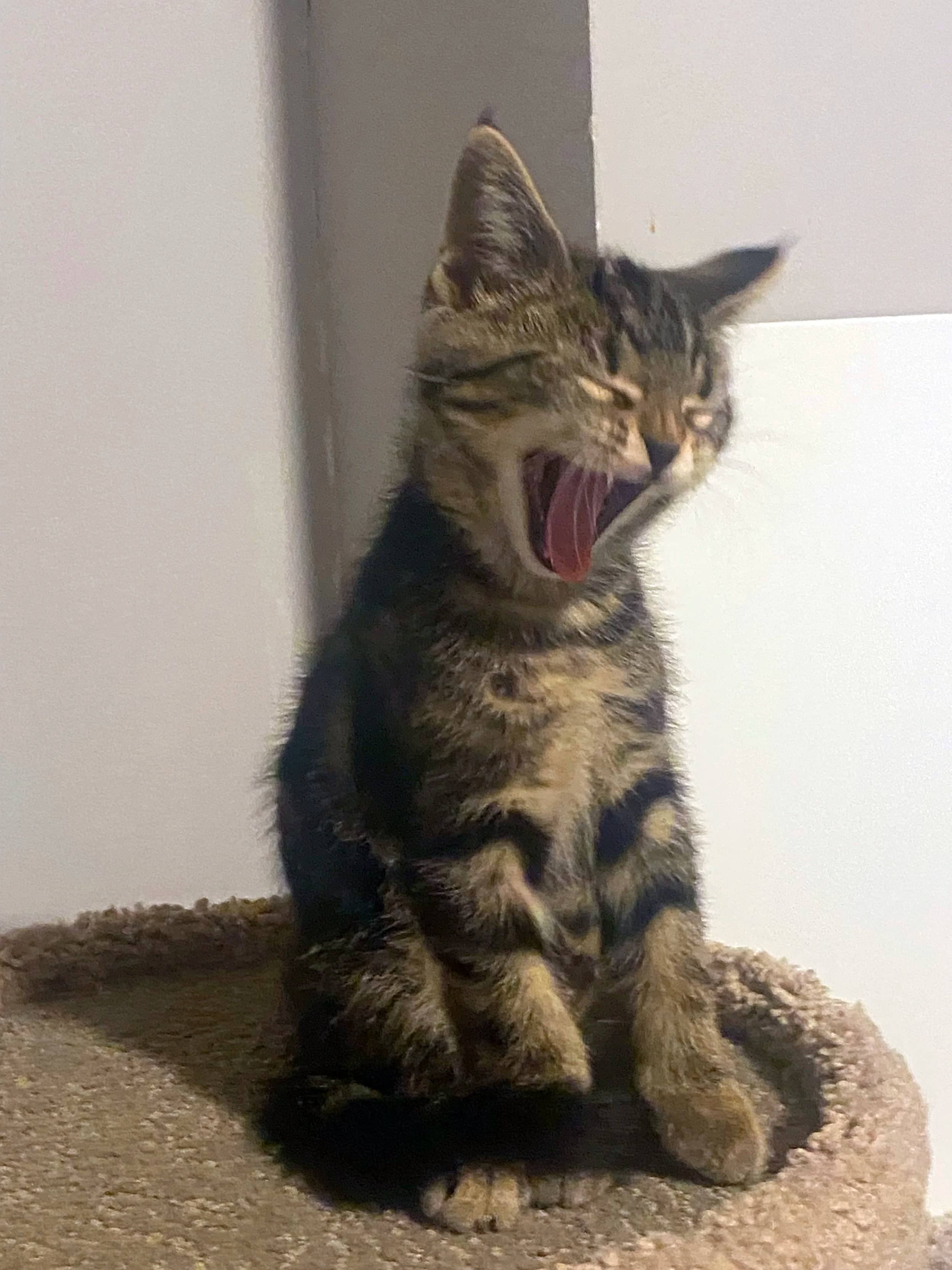 Clove - Domestic Short Hair cat available for adoption at SCAT Street Cat Rescue Program in Saskatoon