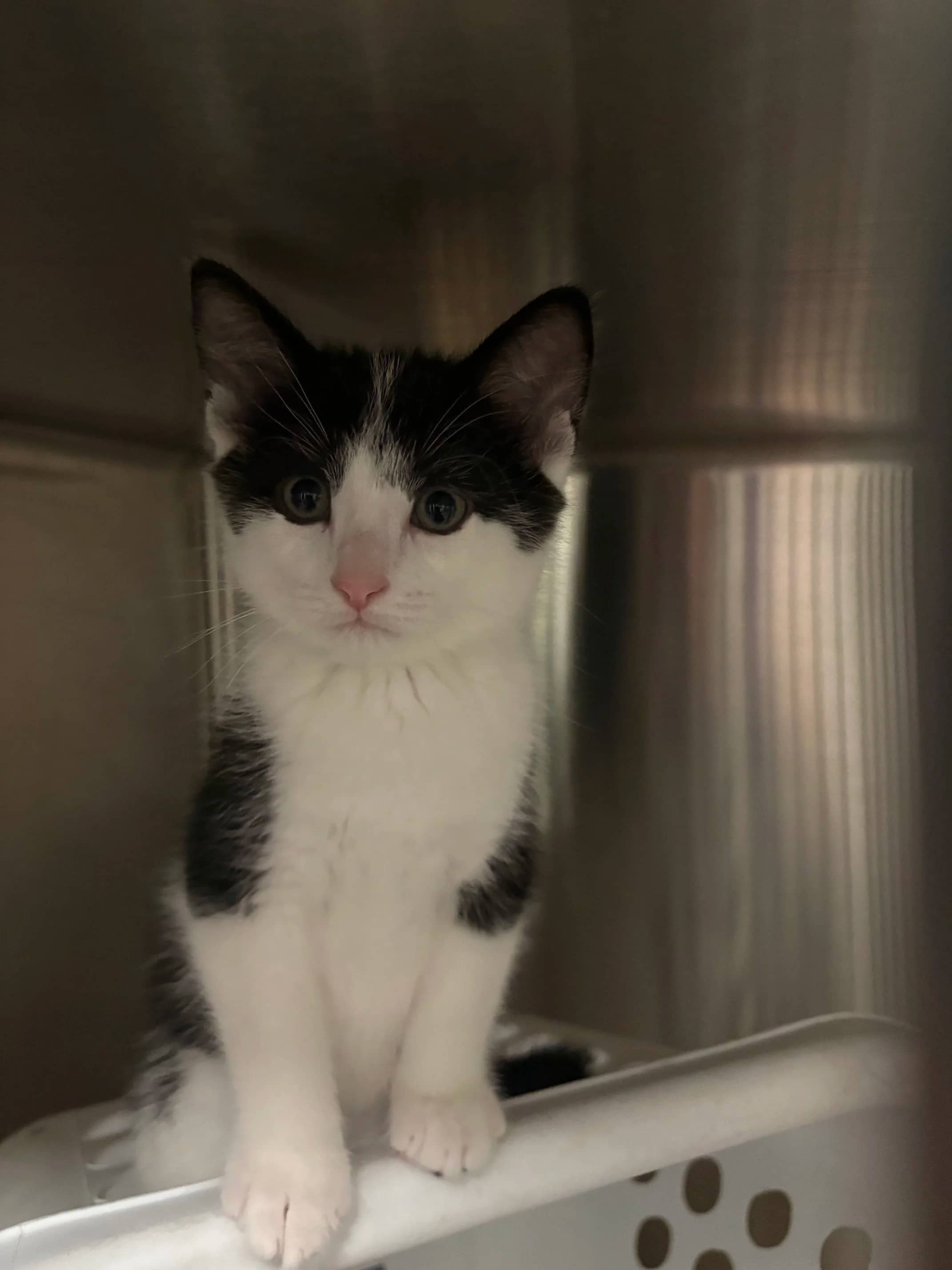 Clomipramide - Domestic Short Hair cat available for adoption at SCAT Street Cat Rescue Program in Saskatoon