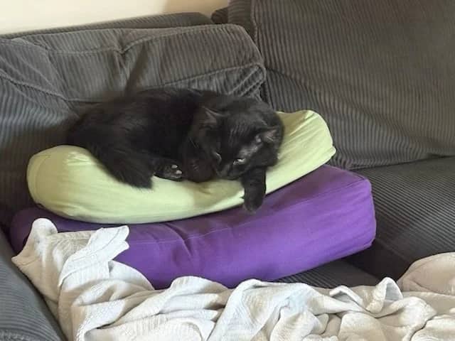 Tobias the Tank - Domestic Medium Hair cat available for adoption at SCAT Street Cat Rescue Program in Saskatoon