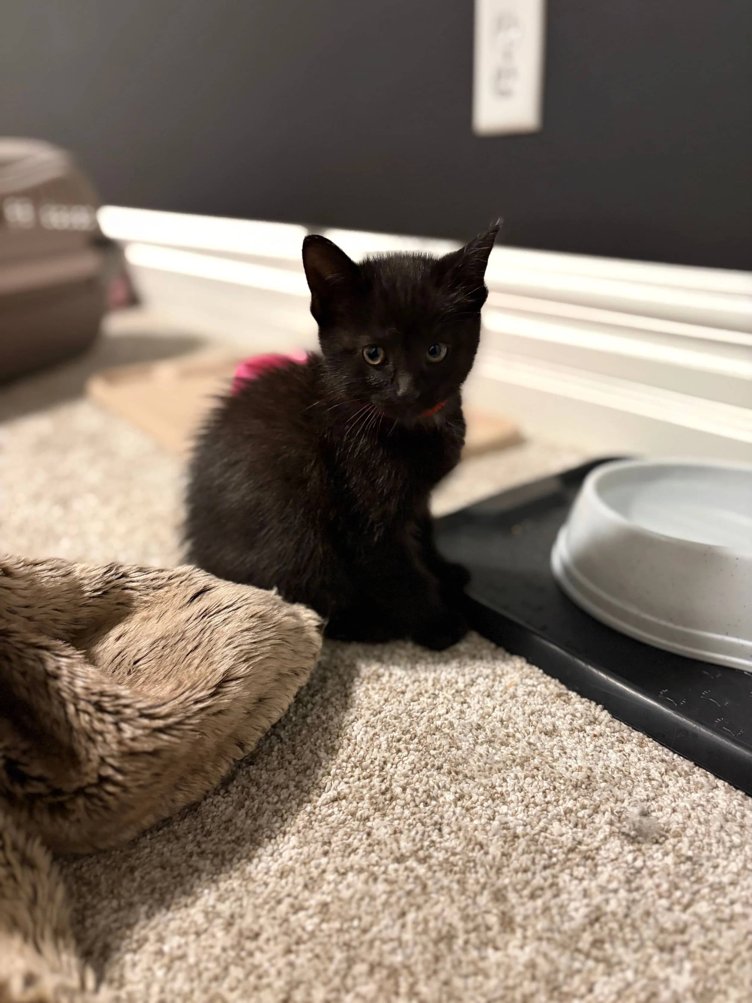 Trudie - Domestic Short Hair available for adoption