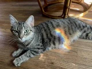 Stevie - Domestic Short Hair cat available for adoption at SCAT Street Cat Rescue Program in Saskatoon
