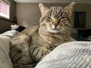 Hunnter - Domestic Short Hair cat available for adoption at SCAT Street Cat Rescue Program in Saskatoon