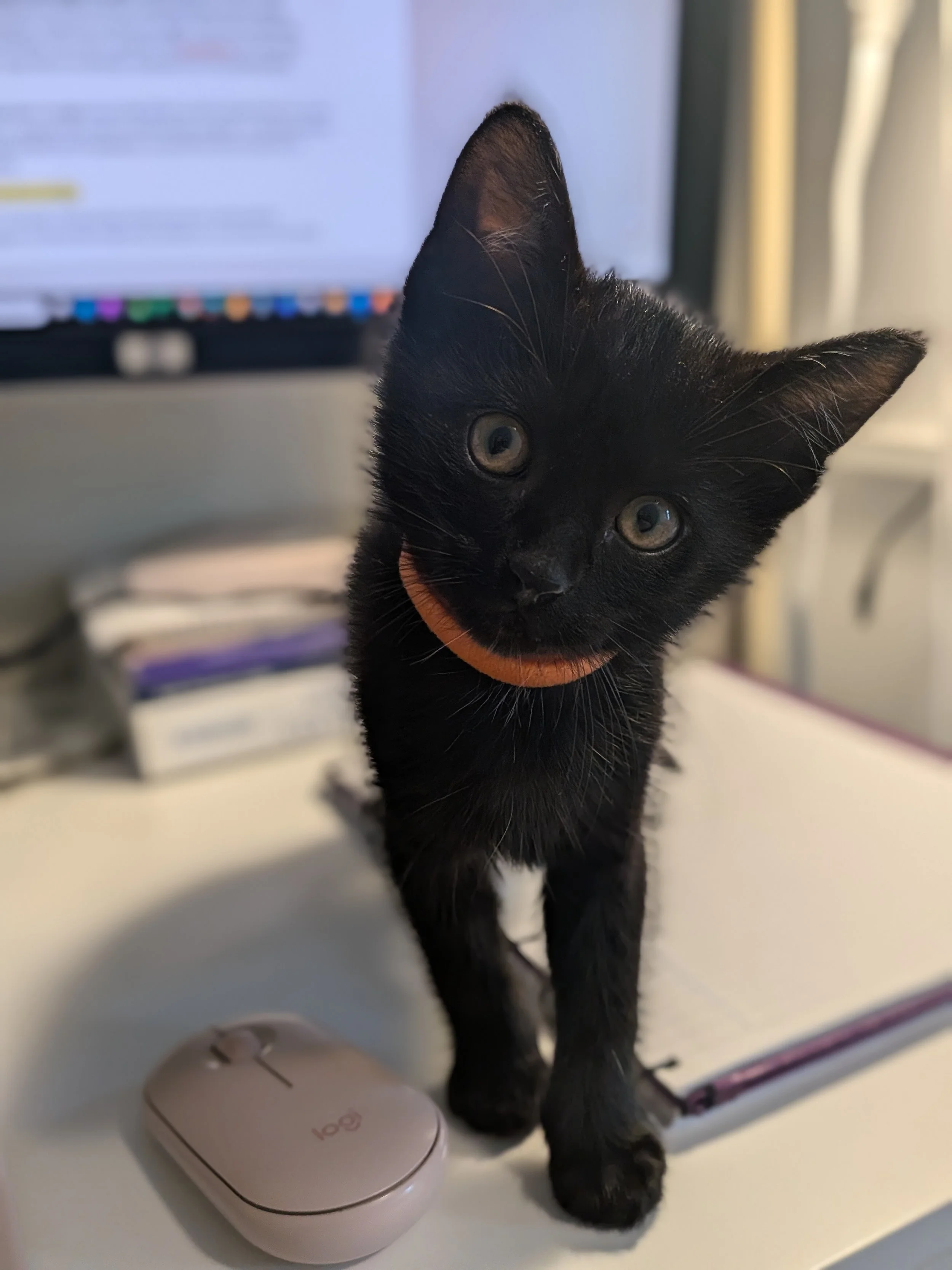 Techno - Domestic Short Hair cat available for adoption at SCAT Street Cat Rescue Program in Saskatoon