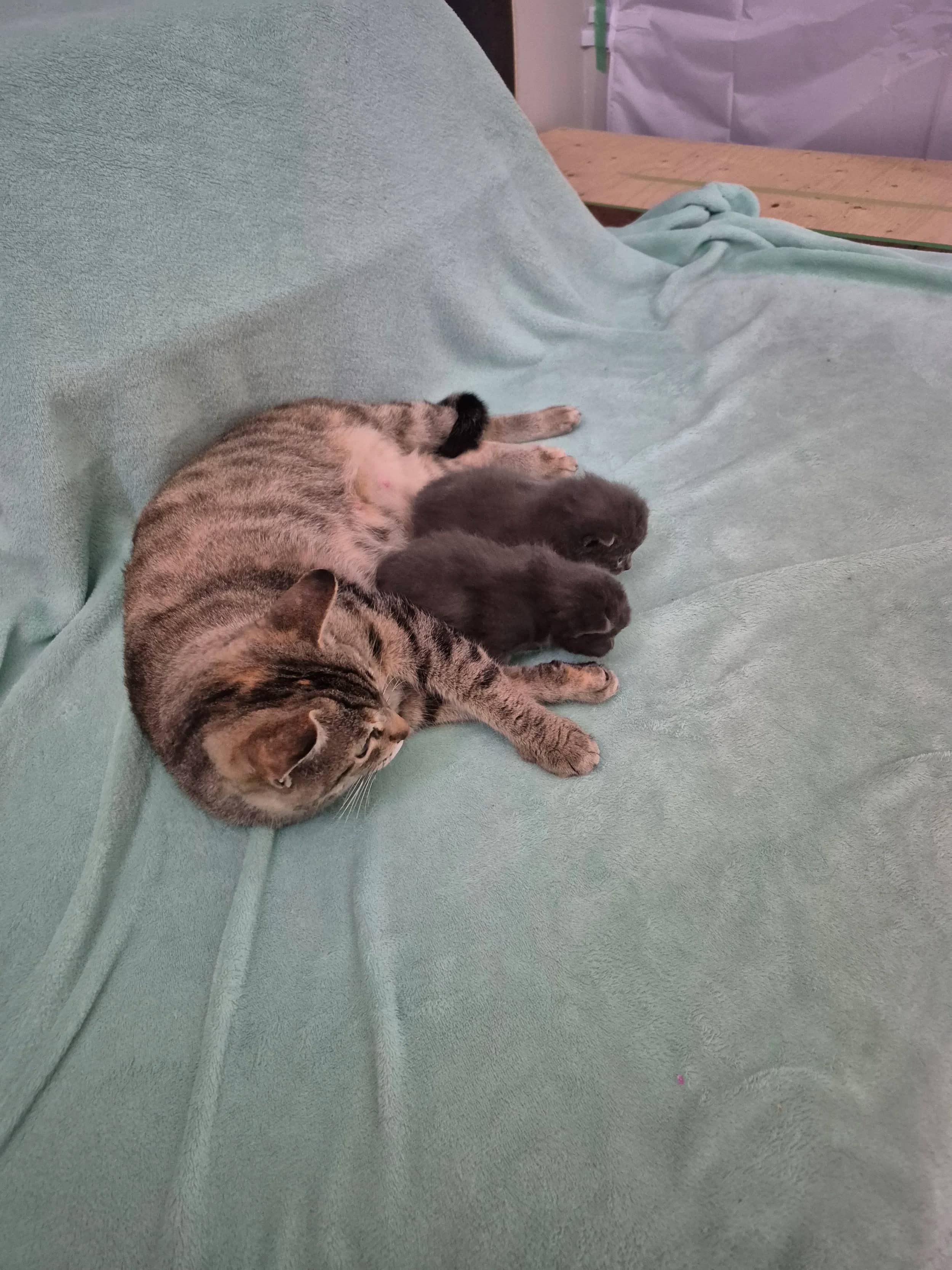 Sable - Domestic Short Hair cat available for adoption at SCAT Street Cat Rescue Program in Saskatoon