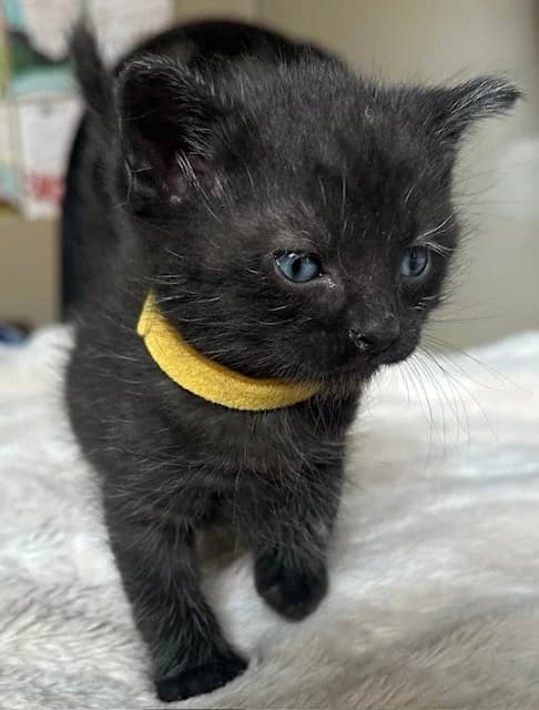 Ike - Domestic Short Hair cat available for adoption at SCAT Street Cat Rescue Program in Saskatoon