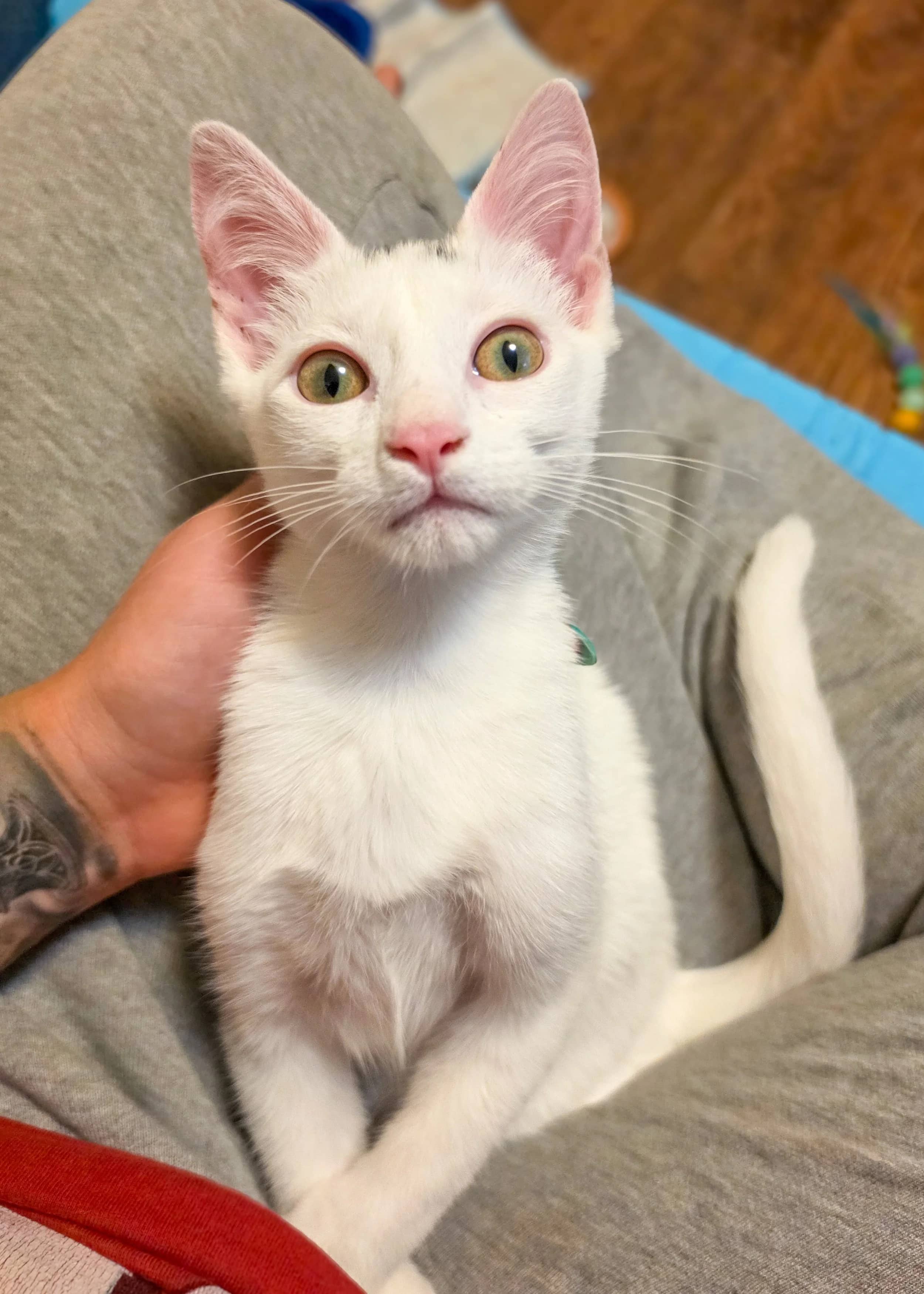 Chrysler - Domestic Short Hair cat available for adoption at SCAT Street Cat Rescue Program in Saskatoon