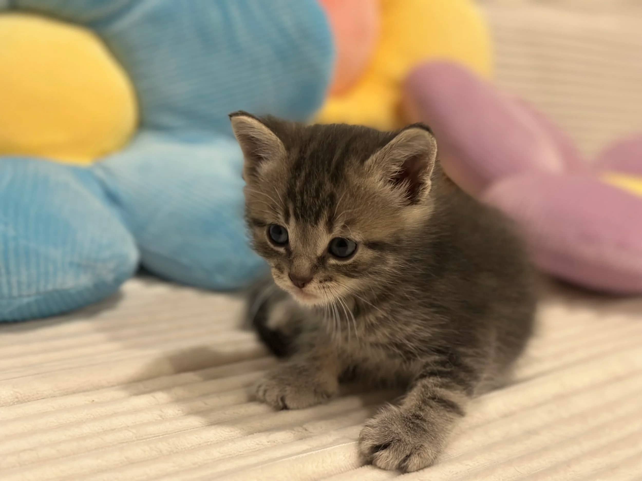 Din Djarin - Domestic Short Hair available for adoption