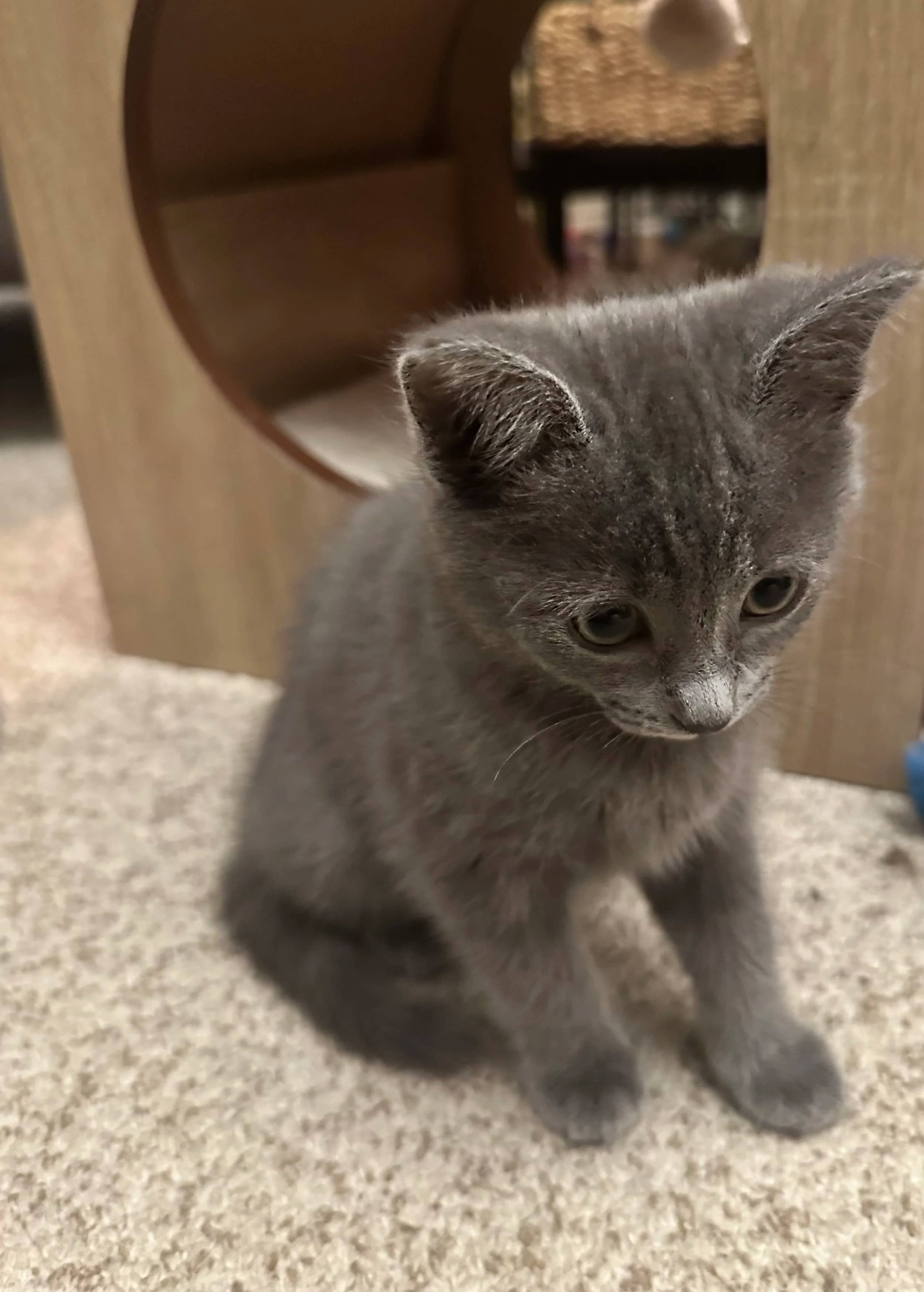 Maroccanus - Domestic Short Hair cat available for adoption at SCAT Street Cat Rescue Program in Saskatoon