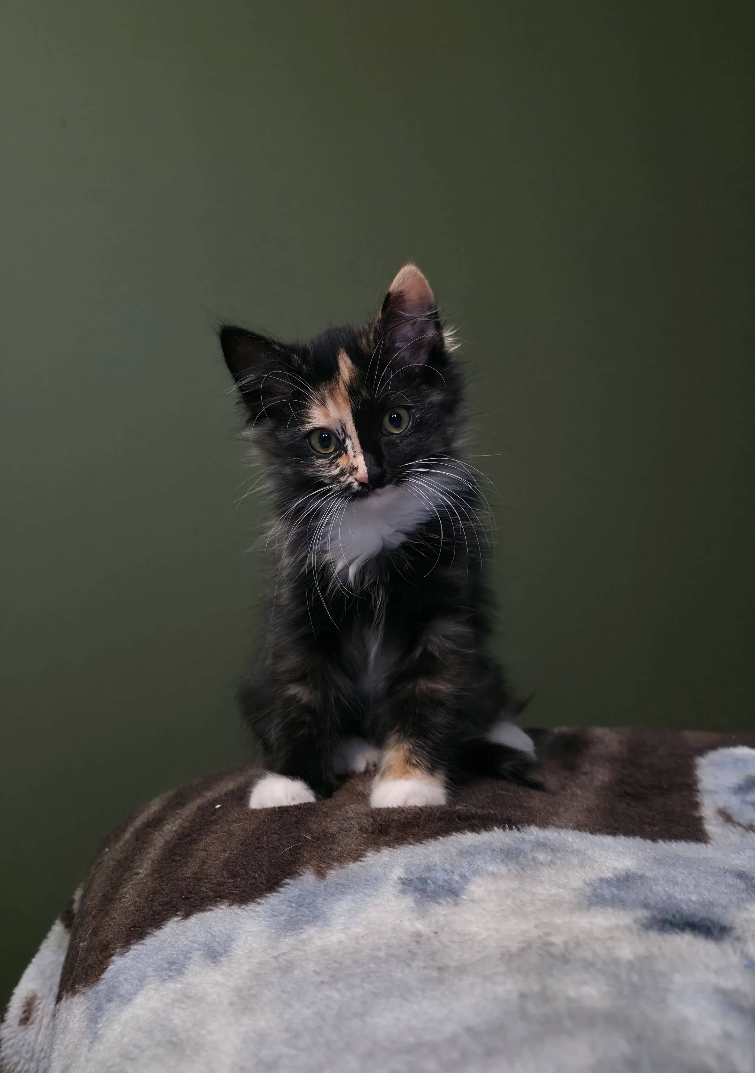 Urtica - Domestic Medium Hair cat available for adoption at SCAT Street Cat Rescue Program in Saskatoon