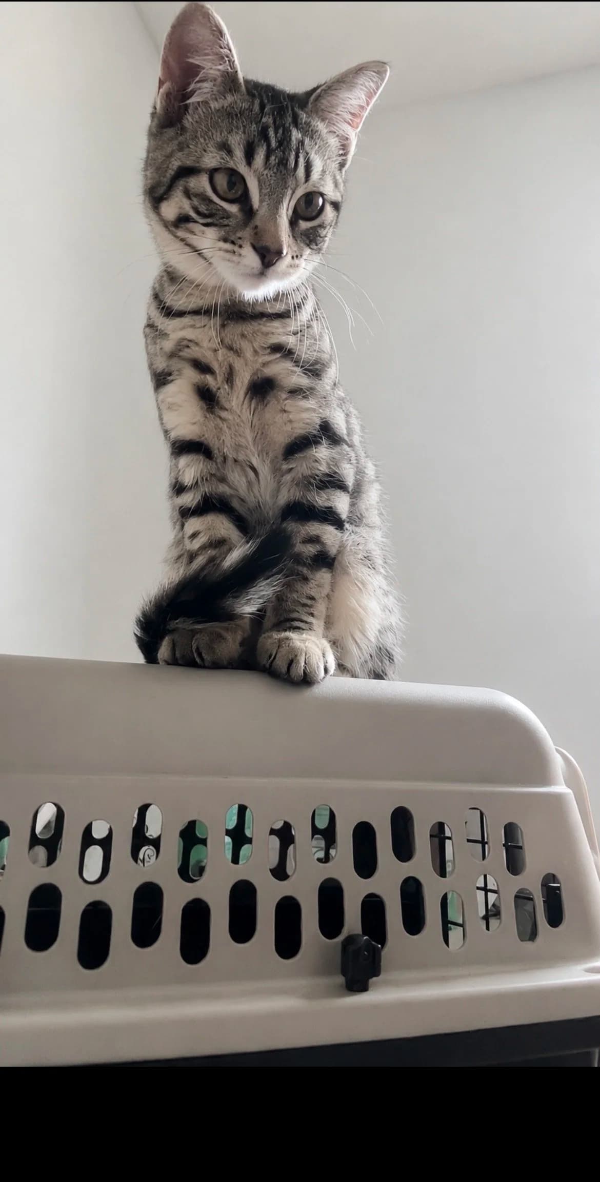 U-Turn - Domestic Short Hair cat available for adoption at SCAT Street Cat Rescue Program in Saskatoon