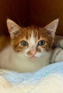Taz - Domestic Short Hair cat available for adoption at SCAT Street Cat Rescue Program in Saskatoon