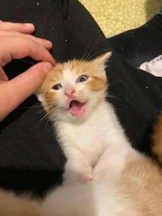 Iberis - Domestic Short Hair cat available for adoption at SCAT Street Cat Rescue Program in Saskatoon