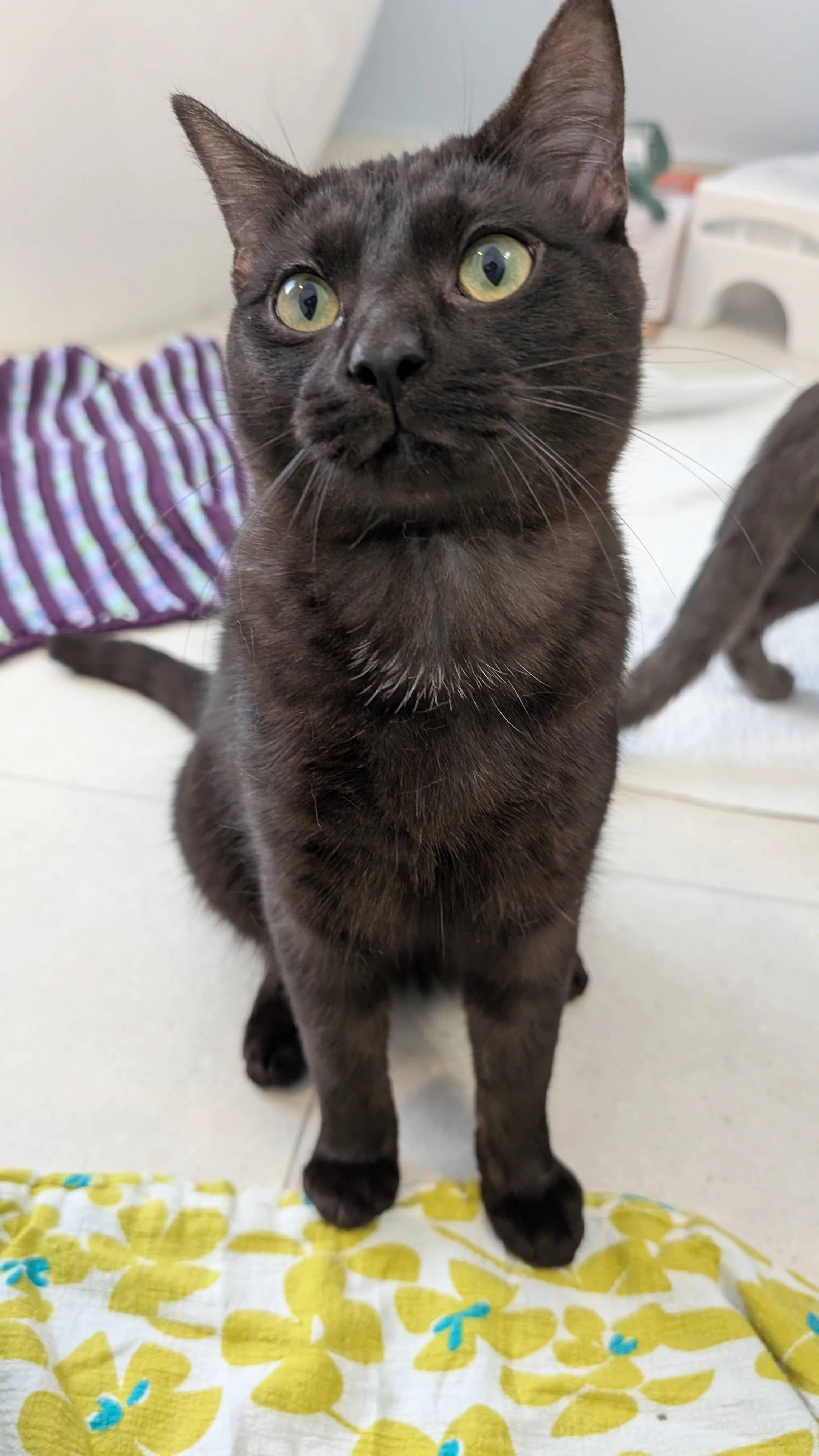 Matasuke - Domestic Short Hair cat available for adoption at SCAT Street Cat Rescue Program in Saskatoon