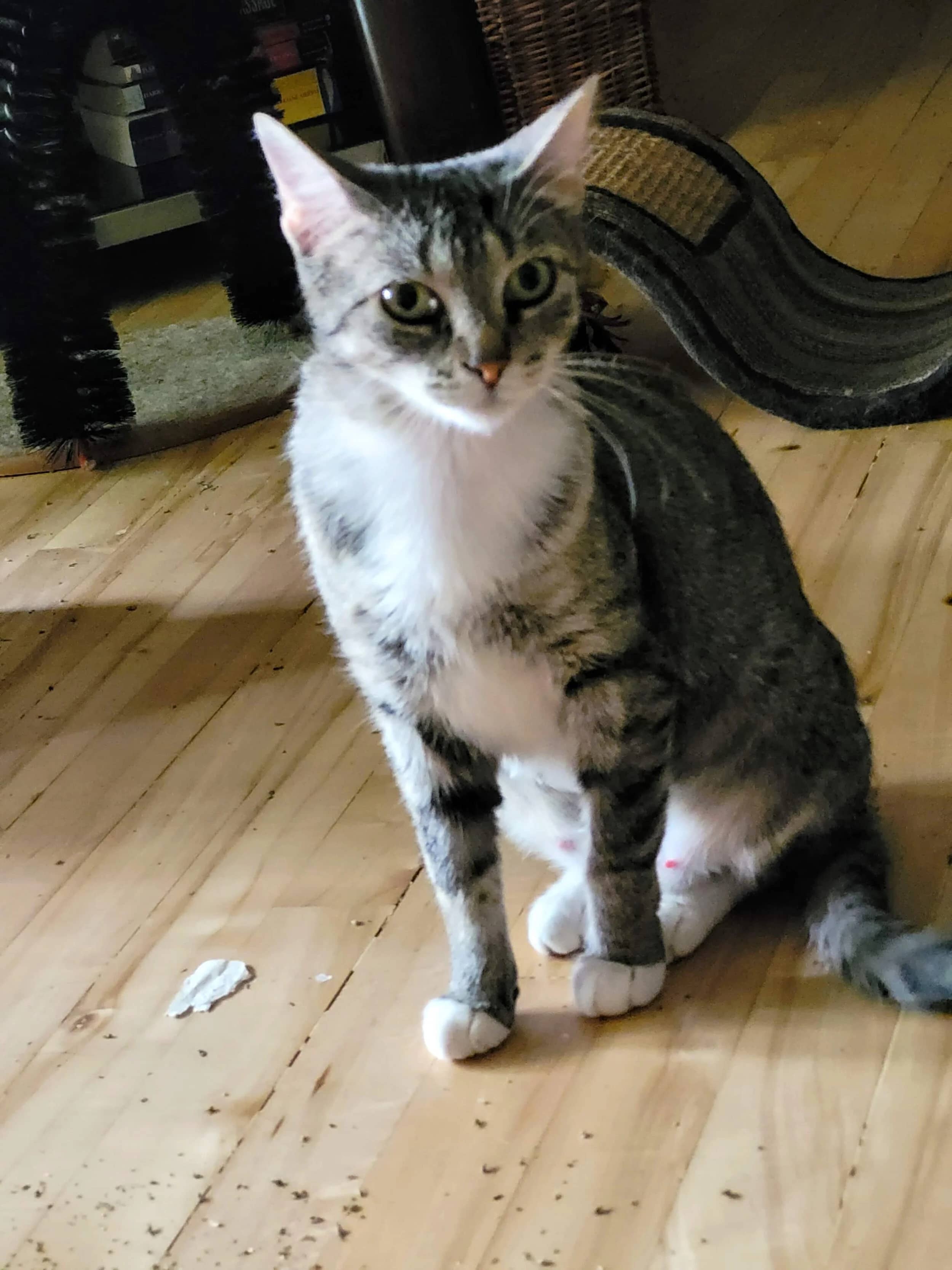 Laoch - Domestic Short Hair available for adoption