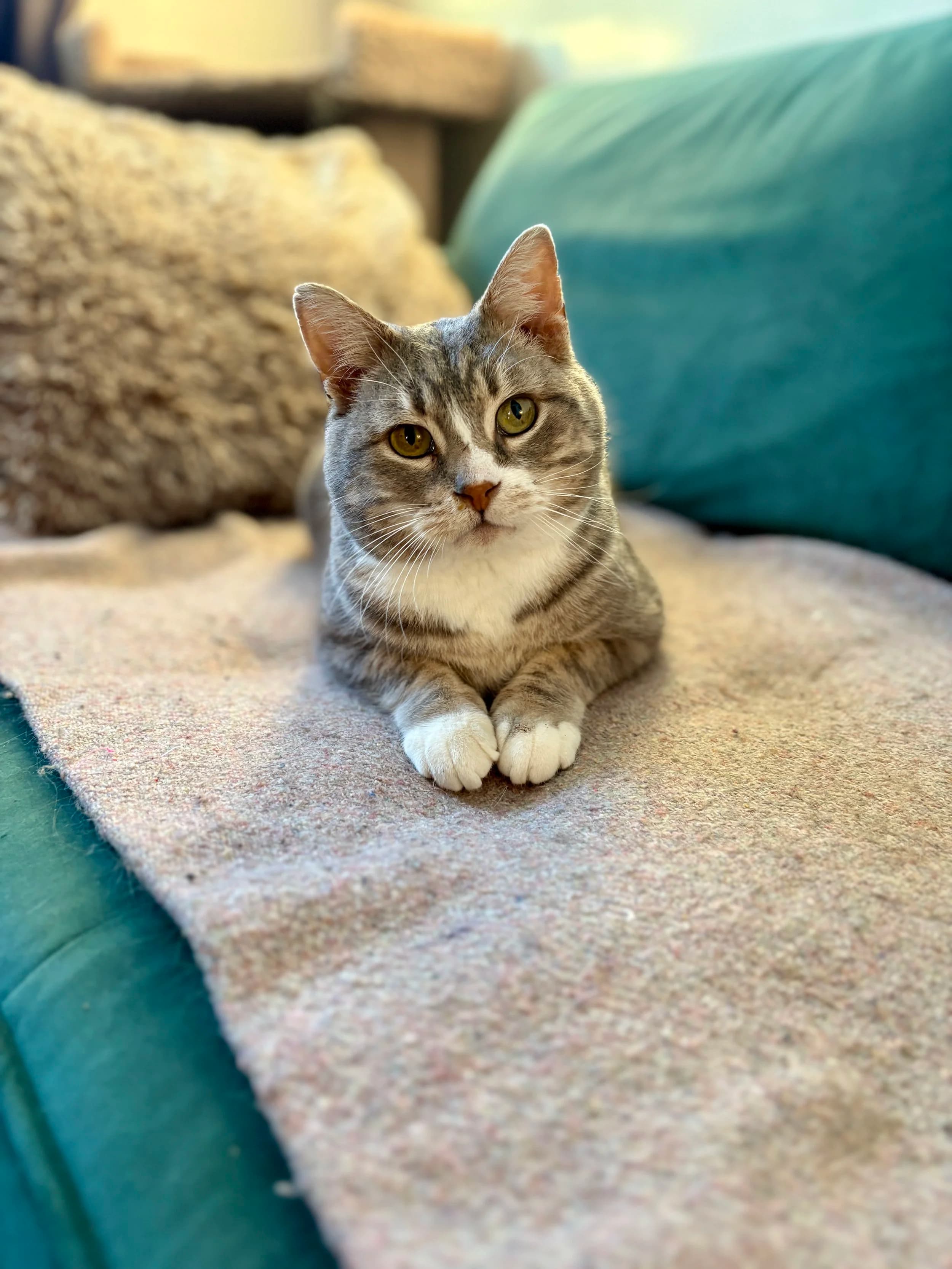 Gene Parmesan - Domestic Short Hair cat available for adoption at SCAT Street Cat Rescue Program in Saskatoon