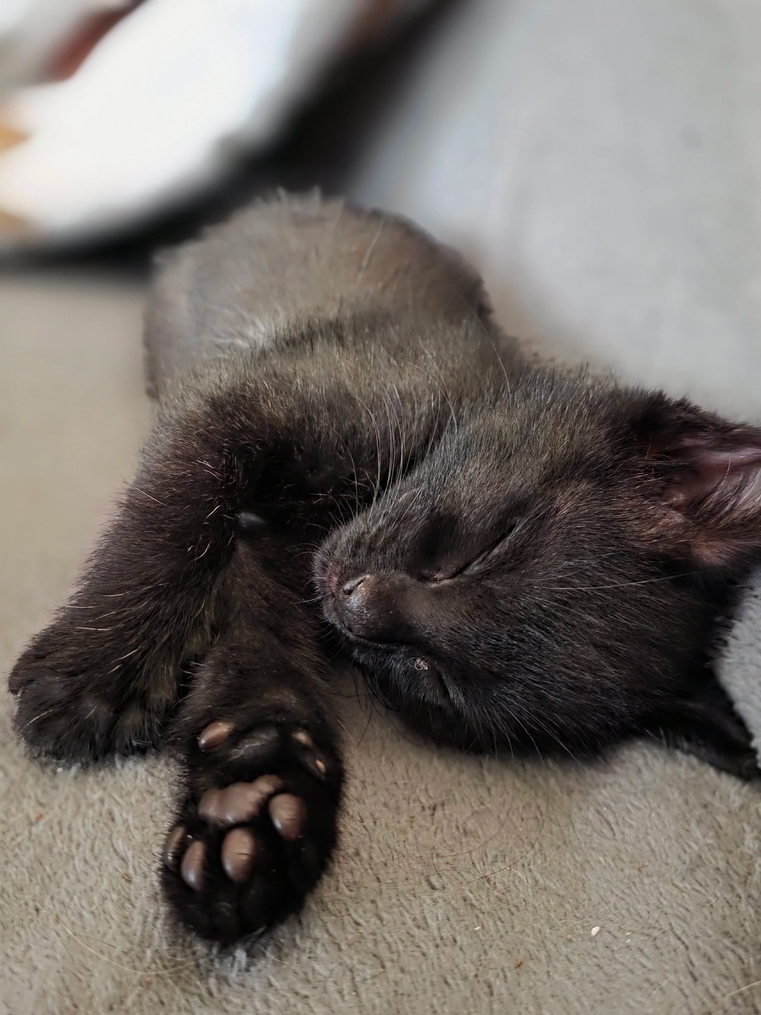 Opel - Domestic Short Hair available for adoption