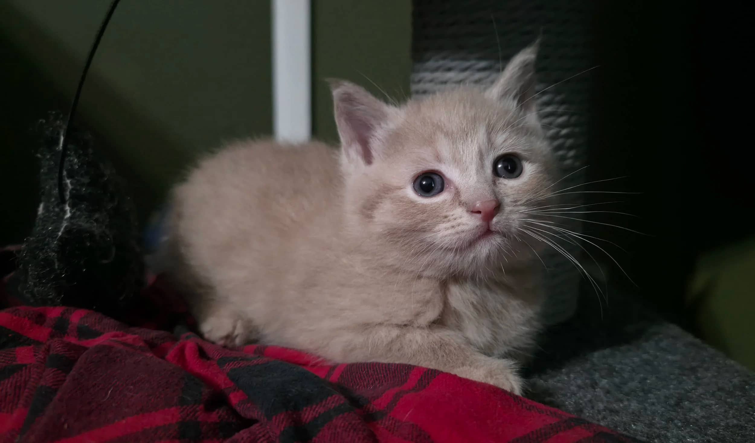 Nark Zuckerberg - Domestic Short Hair available for adoption