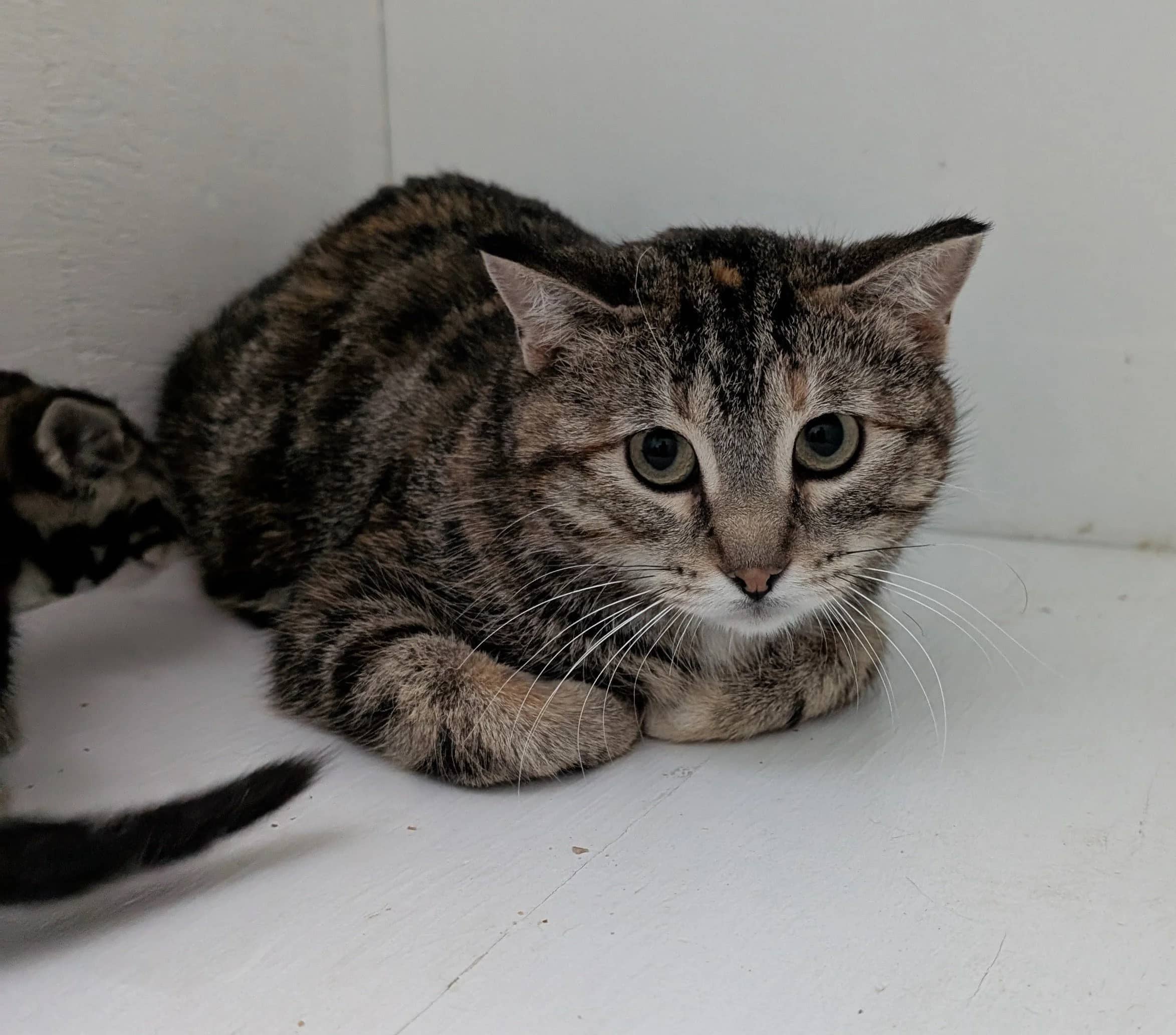 Hibiscus - Domestic Short Hair available for adoption