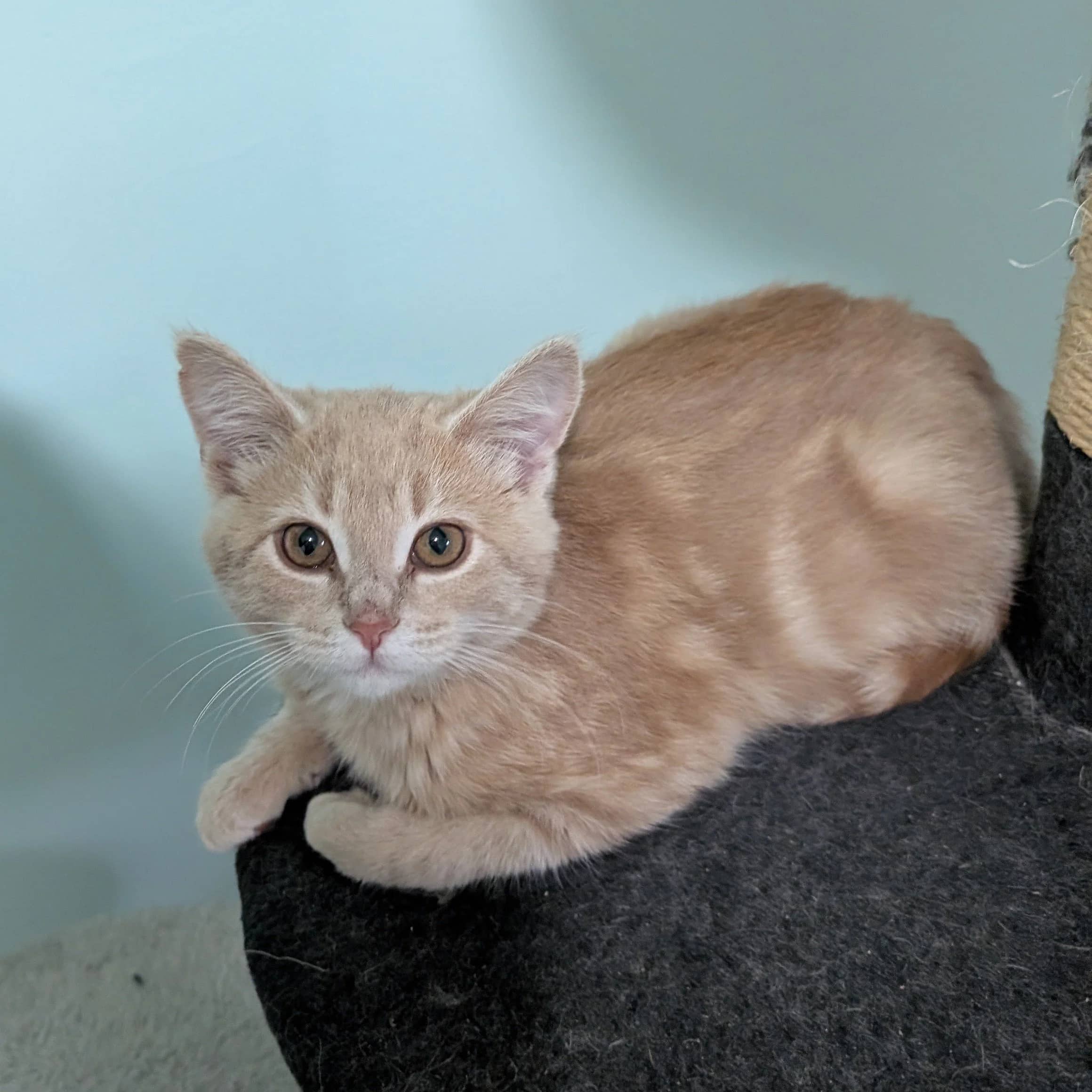 Ouija - Domestic Short Hair cat available for adoption at SCAT Street Cat Rescue Program in Saskatoon