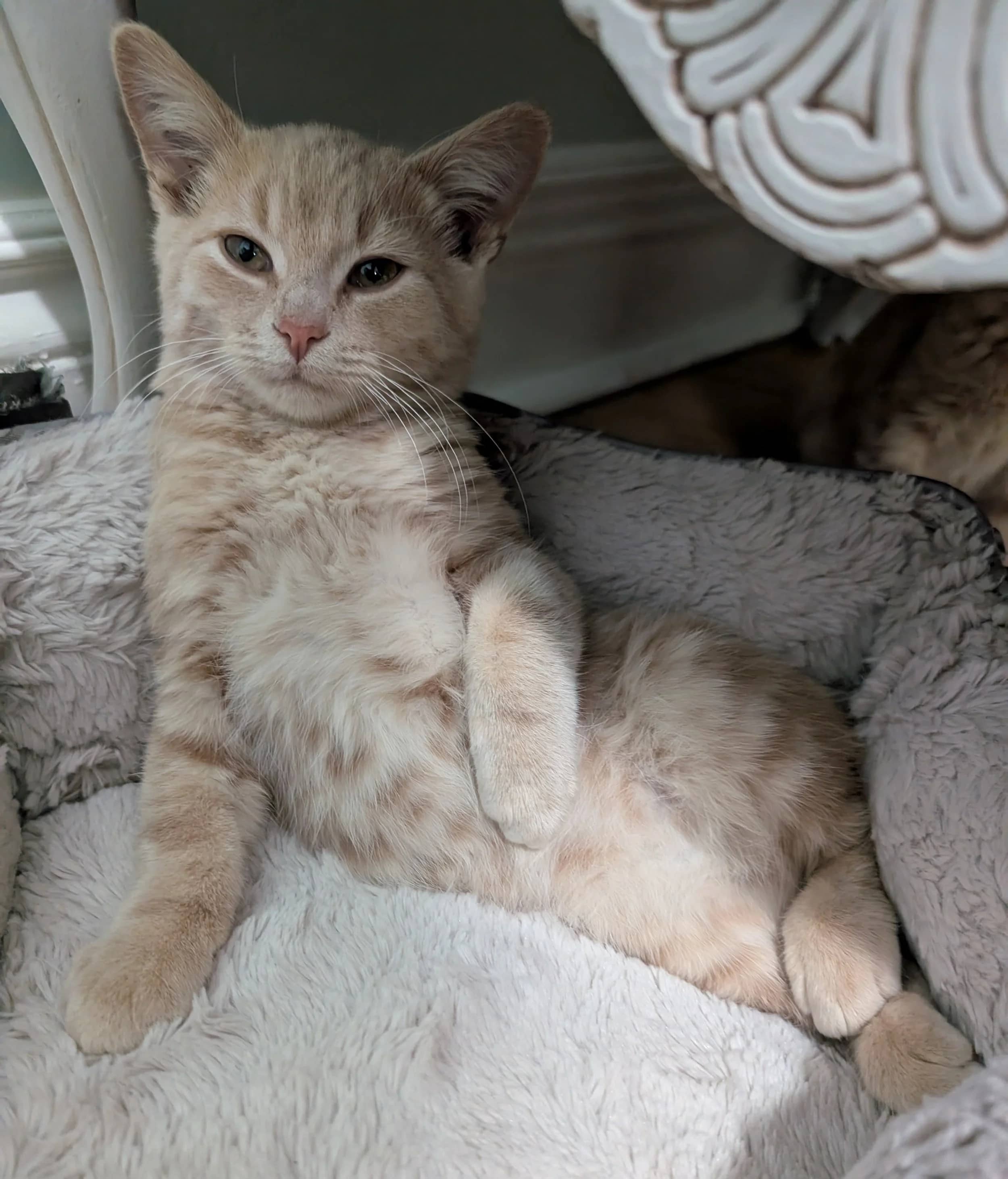 Omen - Domestic Short Hair cat available for adoption at SCAT Street Cat Rescue Program in Saskatoon