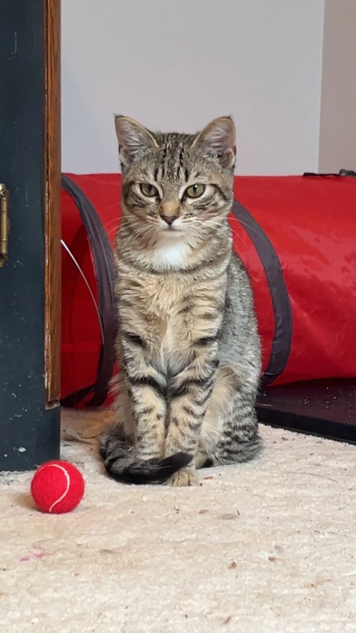 Ulee - Domestic Short Hair cat available for adoption at SCAT Street Cat Rescue Program in Saskatoon