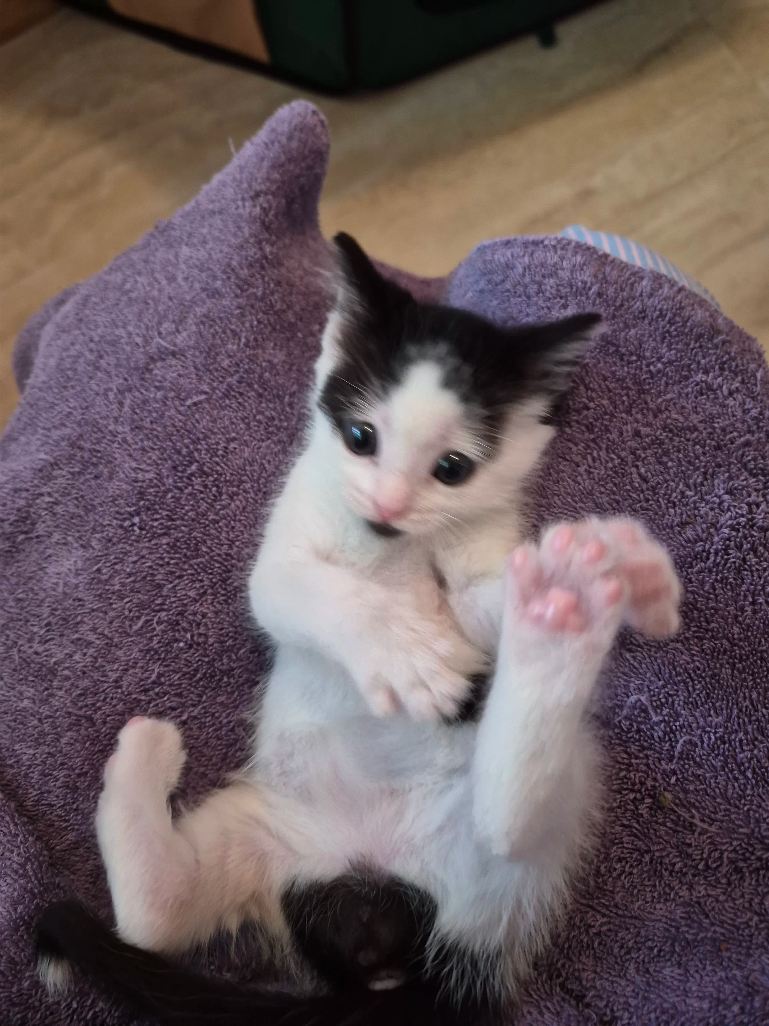 Irish - Domestic Short Hair cat available for adoption at SCAT Street Cat Rescue Program in Saskatoon