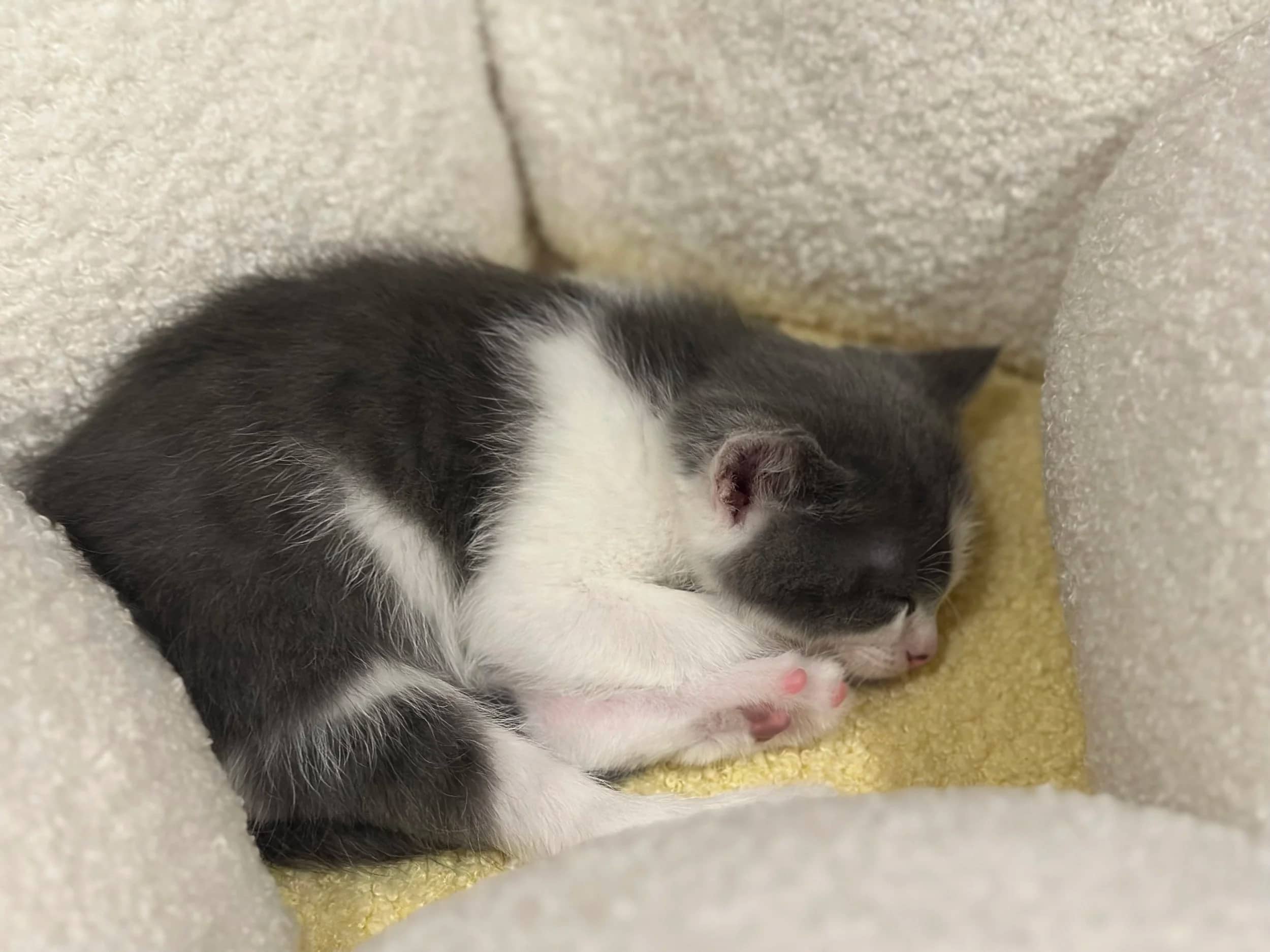 Darth Sidious - Domestic Short Hair available for adoption