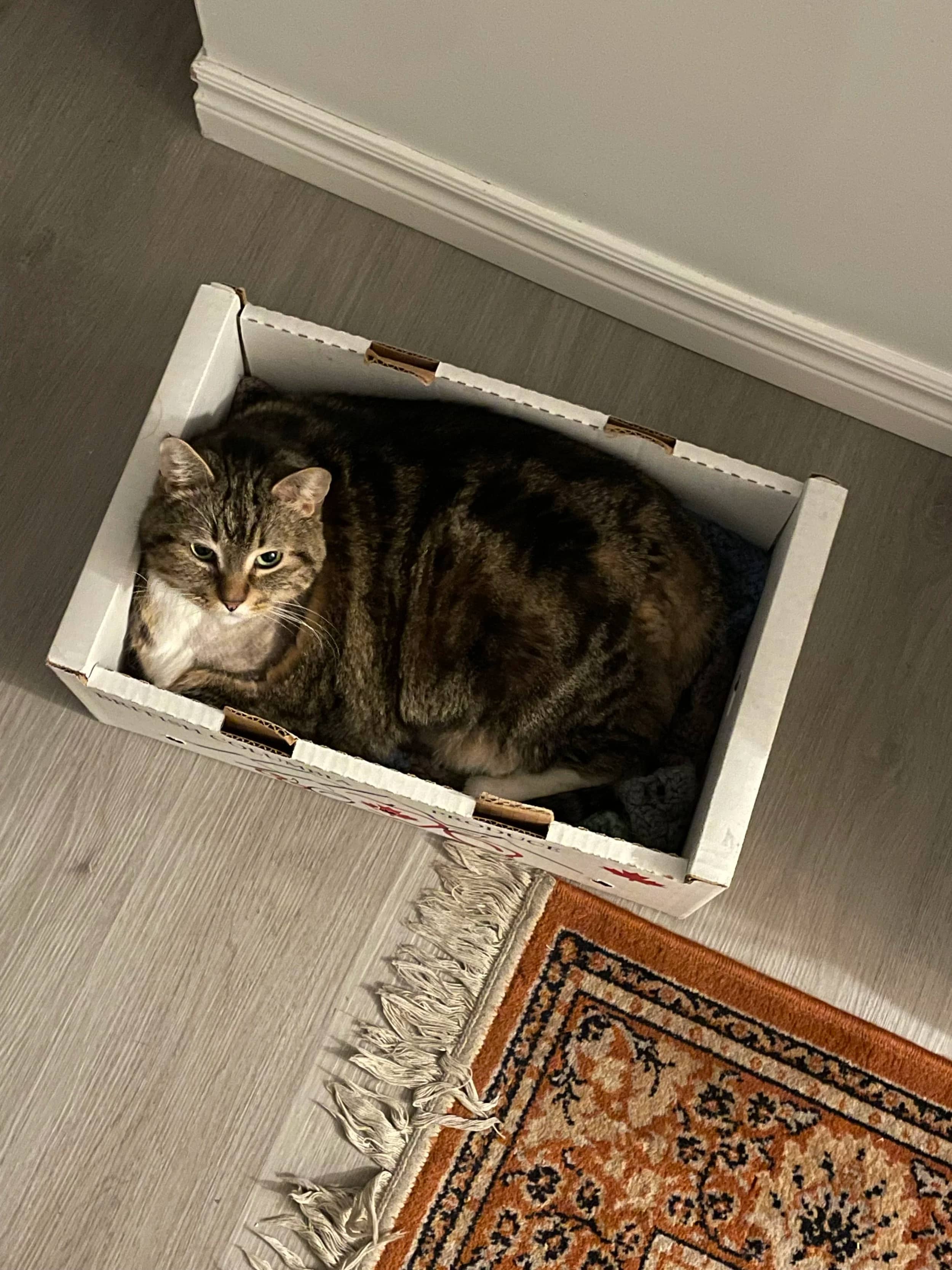Fat Tony - Domestic Short Hair cat available for adoption at SCAT Street Cat Rescue Program in Saskatoon