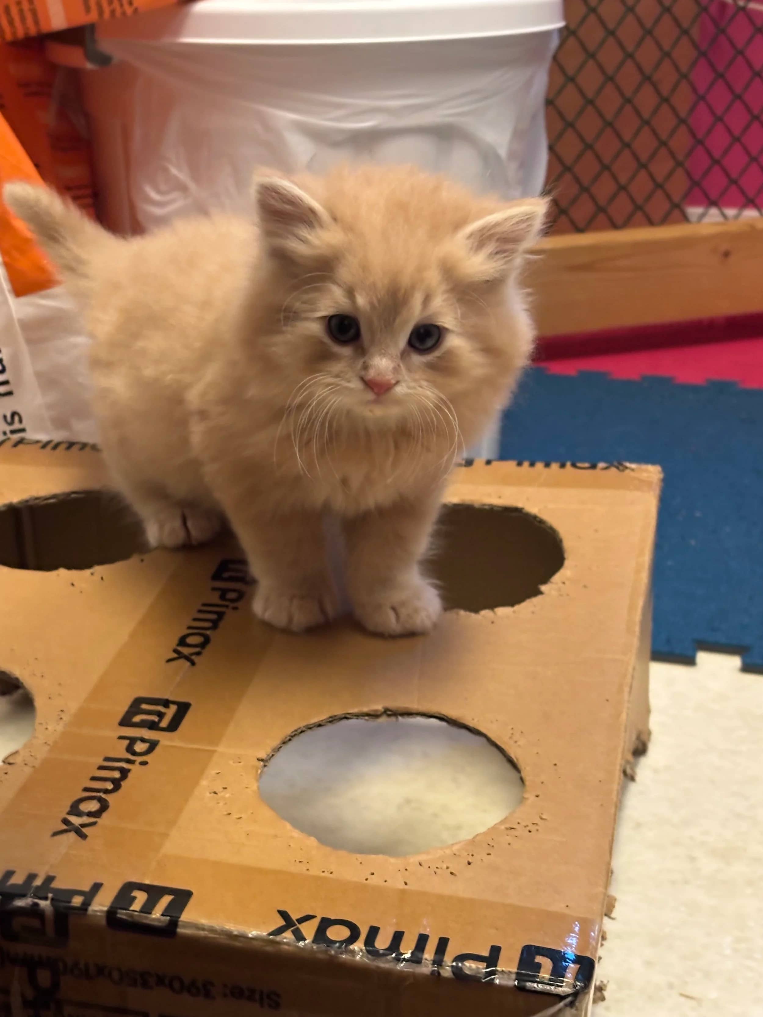 Hobbes - Domestic Long Hair cat available for adoption at SCAT Street Cat Rescue Program in Saskatoon