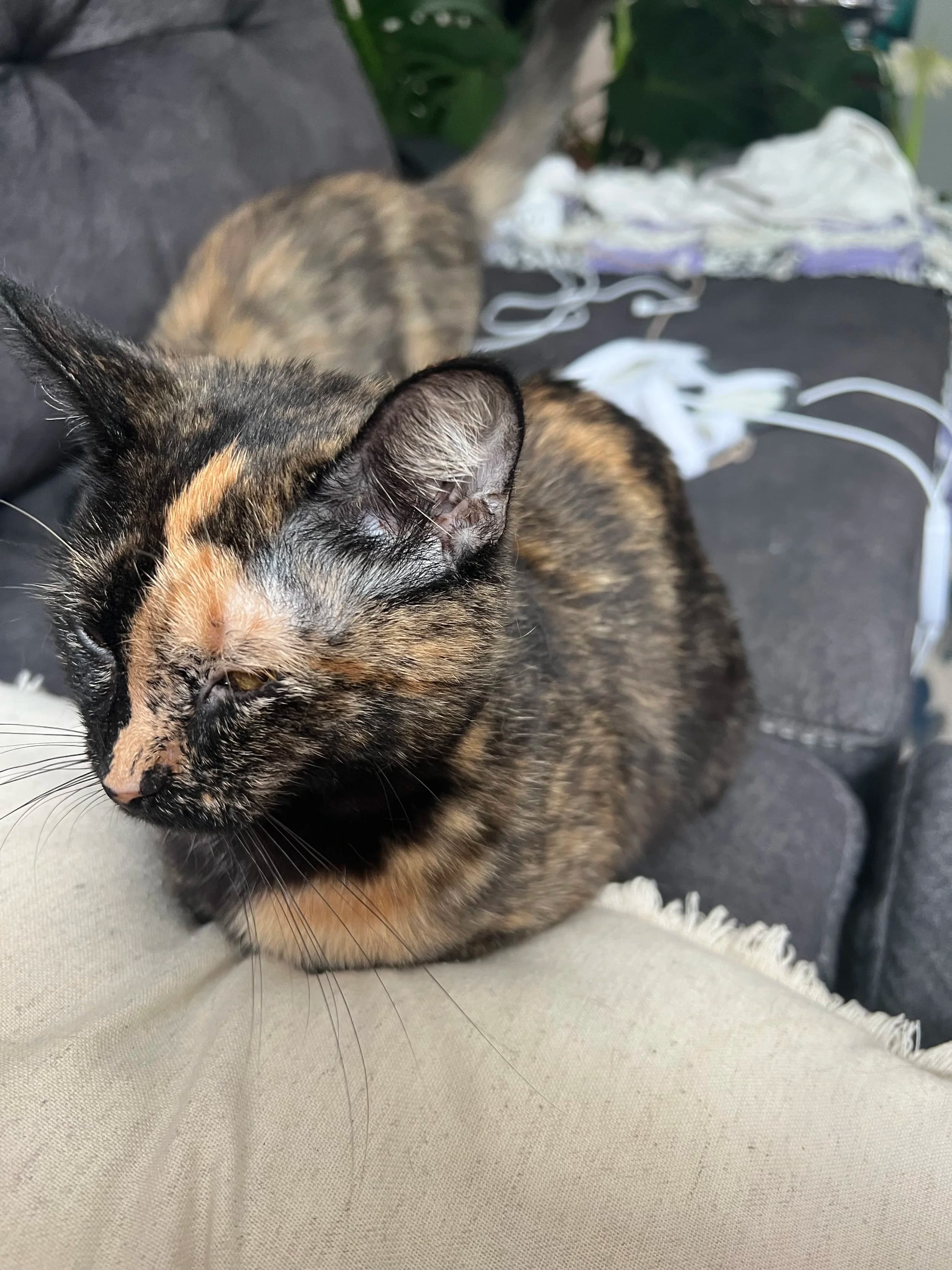 Maeve - Domestic Short Hair cat available for adoption at SCAT Street Cat Rescue Program in Saskatoon