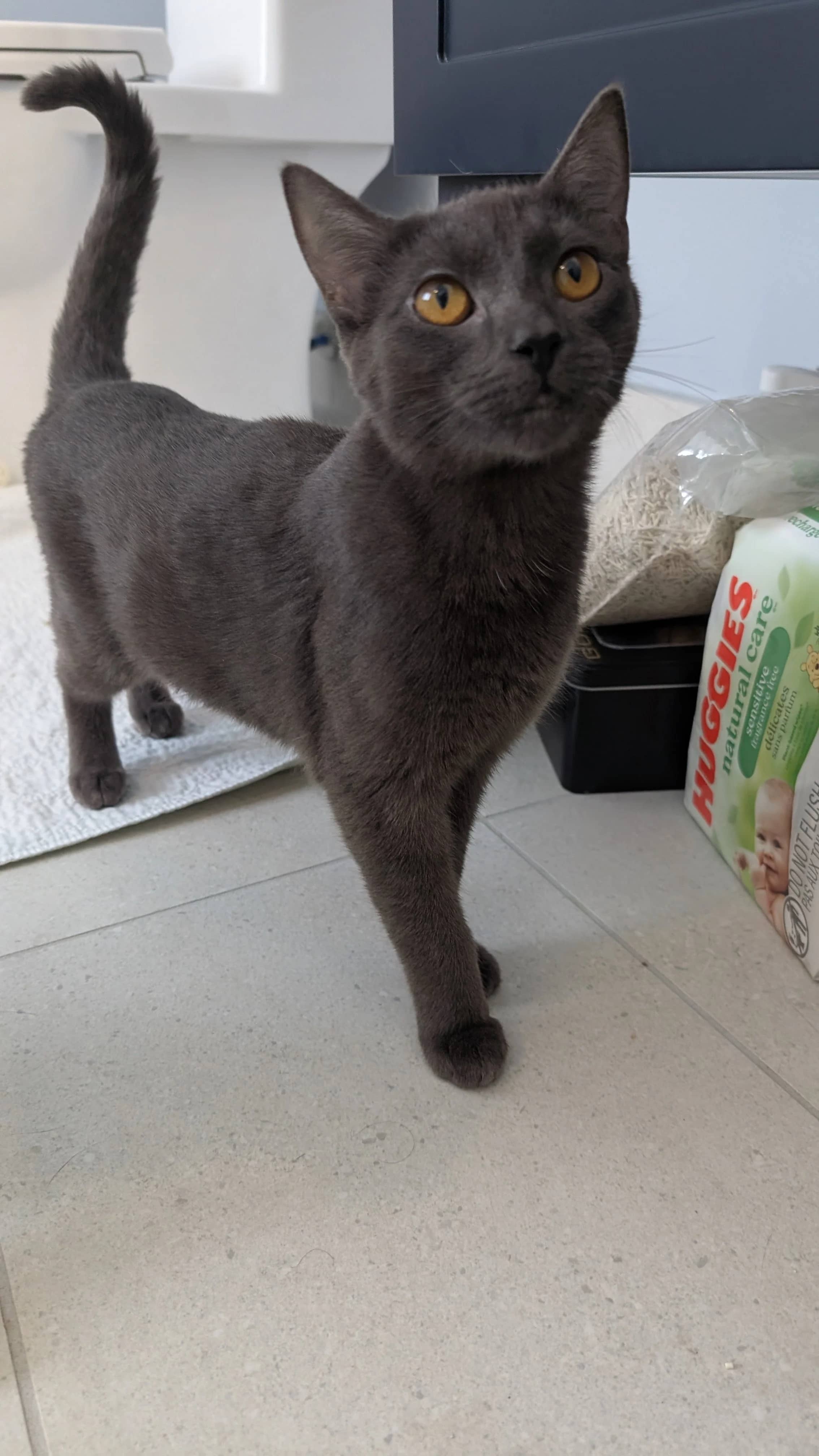 Mycena - Domestic Short Hair cat available for adoption at SCAT Street Cat Rescue Program in Saskatoon