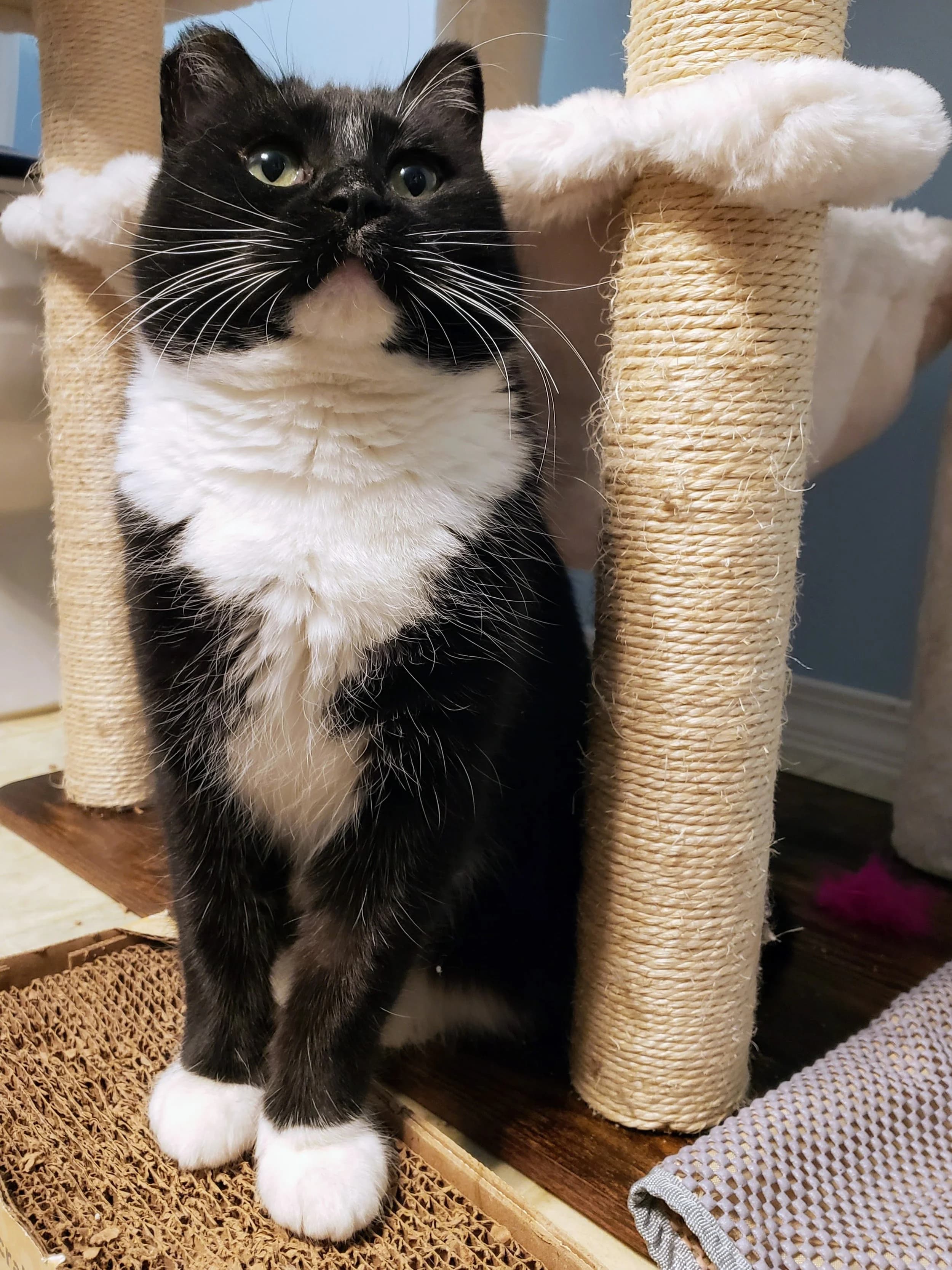 Elektra - Domestic Short Hair cat available for adoption at SCAT Street Cat Rescue Program in Saskatoon