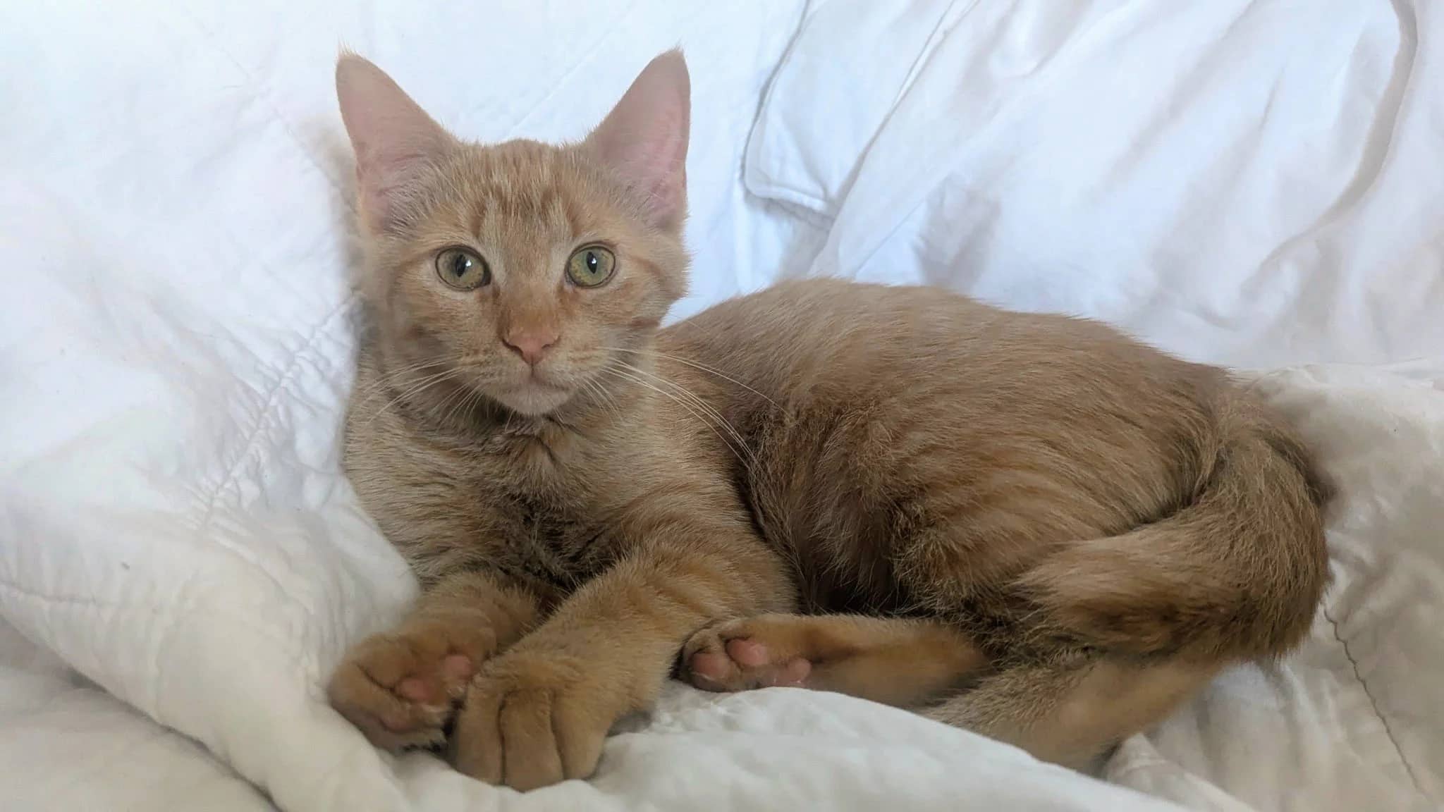 Gee Whiz - Domestic Short Hair cat available for adoption at SCAT Street Cat Rescue Program in Saskatoon