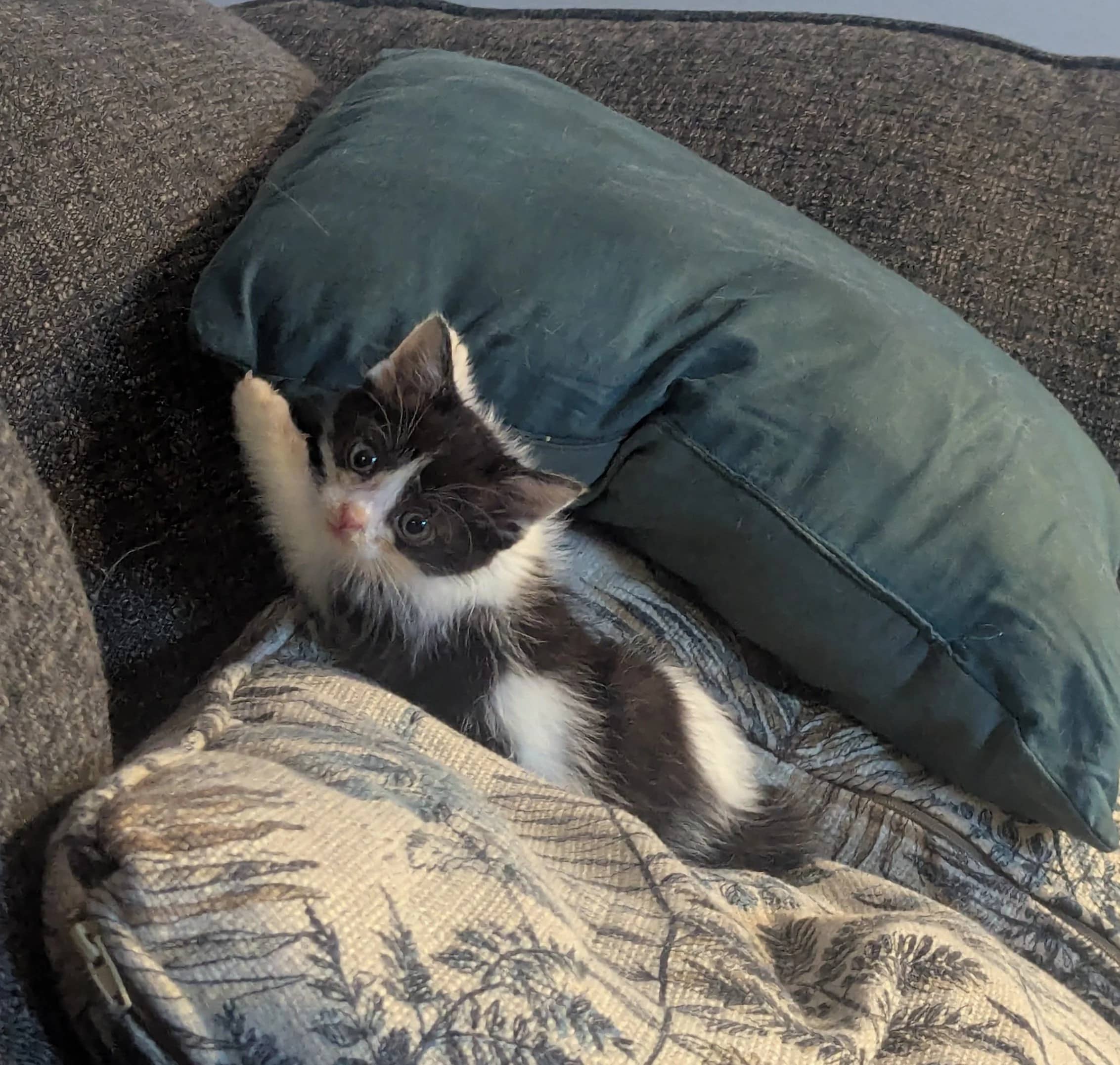 Ponyo - Domestic Short Hair cat available for adoption at SCAT Street Cat Rescue Program in Saskatoon