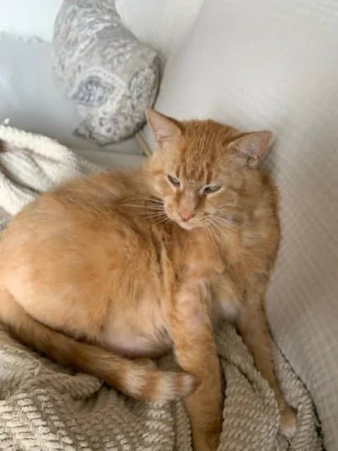 Sandwich - Domestic Short Hair available for adoption