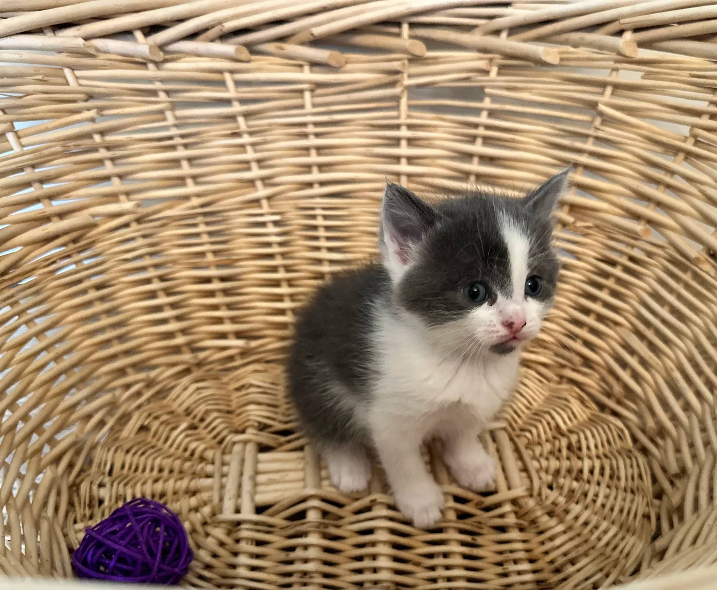 Darth Maul - Domestic Medium Hair available for adoption