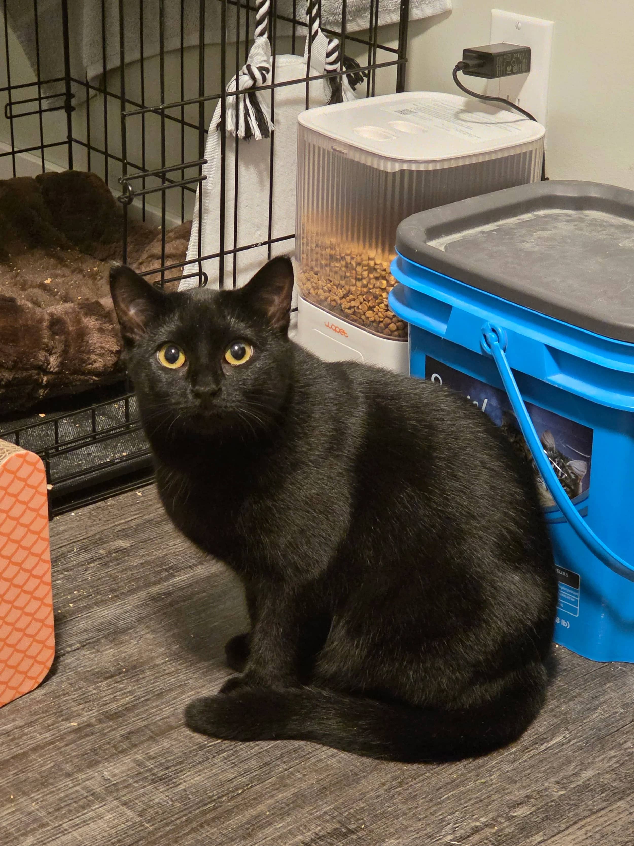 Hortencia - Domestic Short Hair available for adoption
