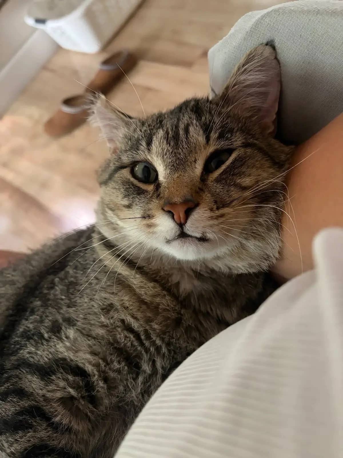 James - Domestic Short Hair cat available for adoption at SCAT Street Cat Rescue Program in Saskatoon