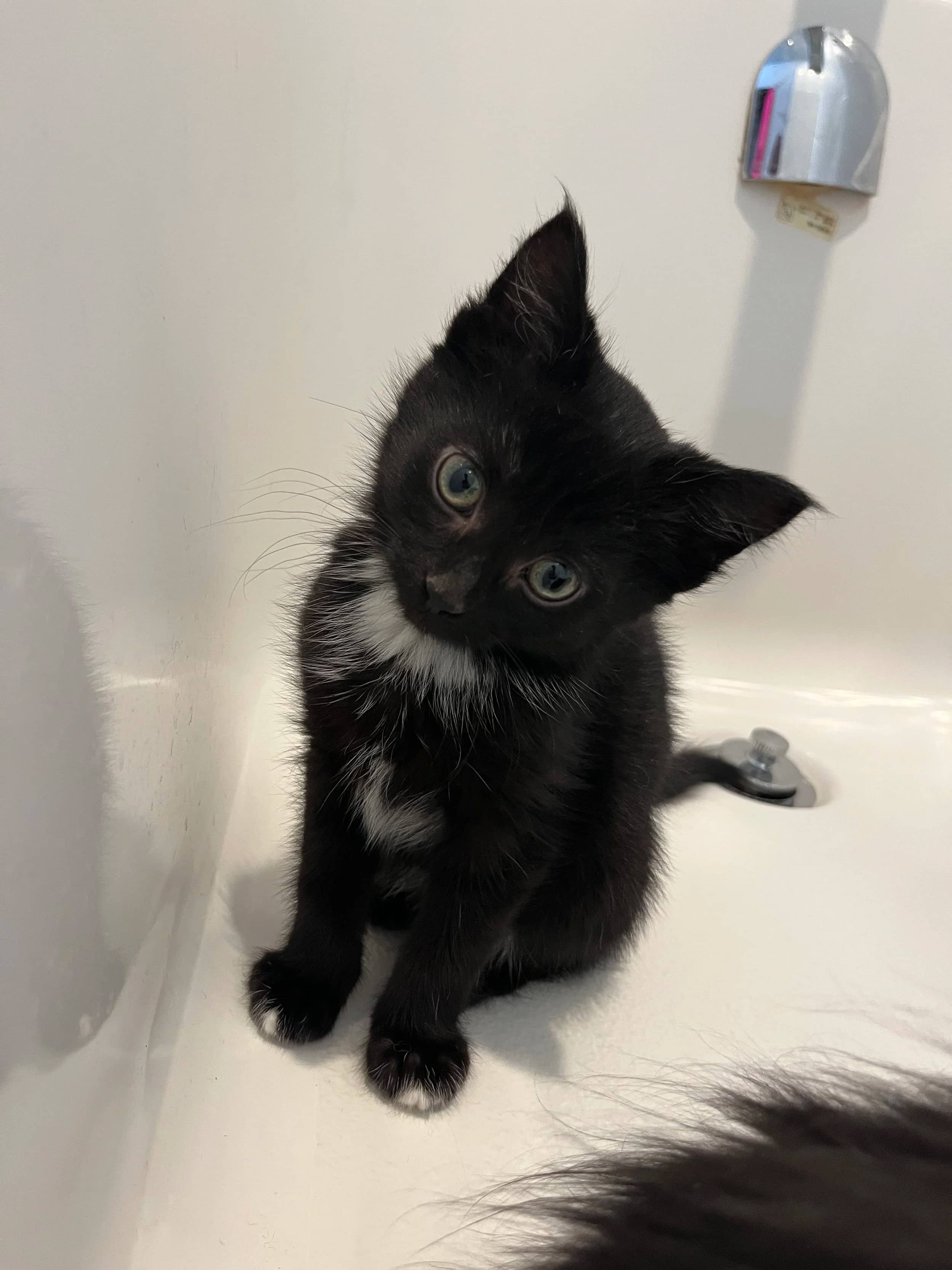 Jensen - Domestic Short Hair available for adoption