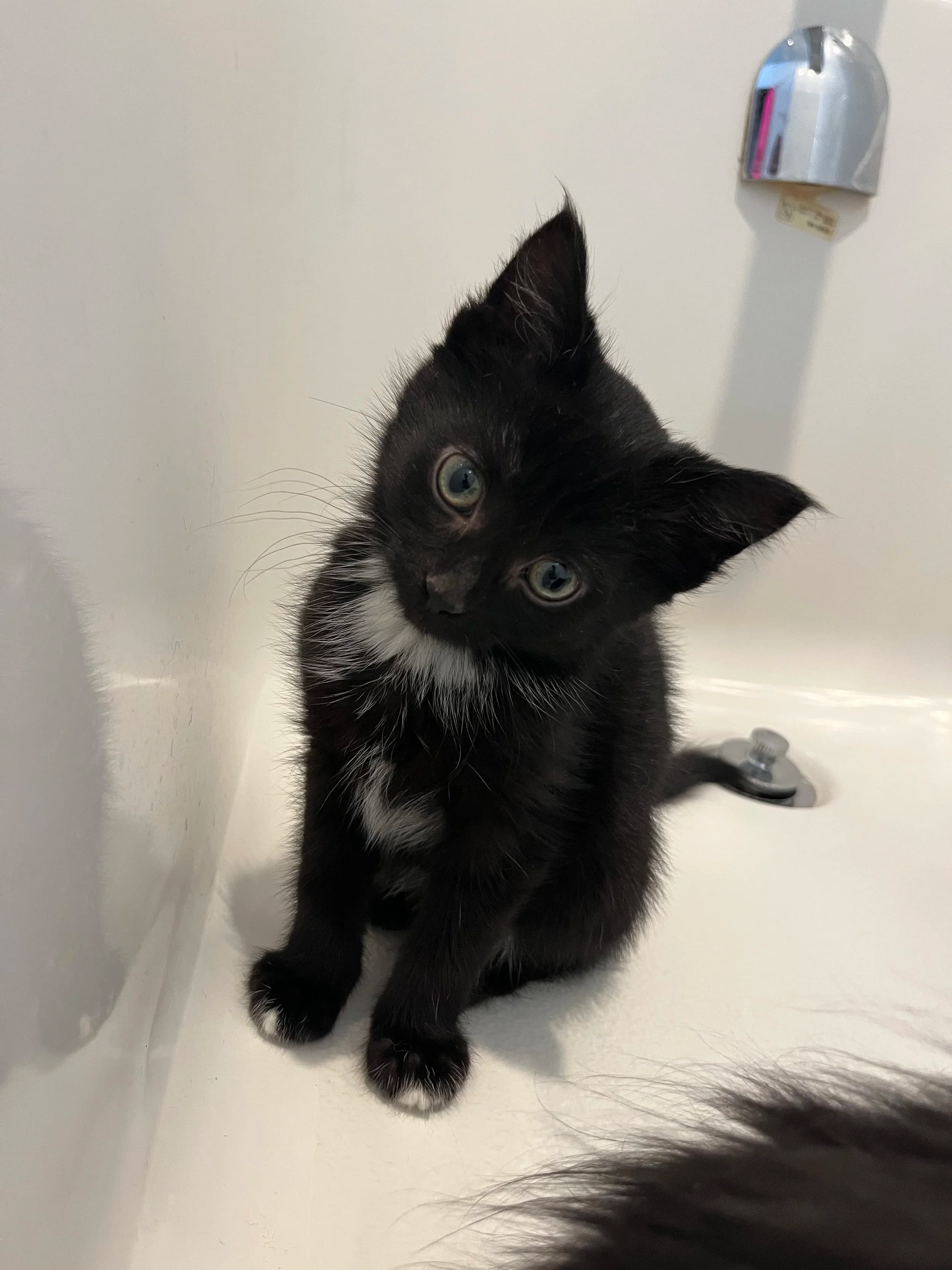 Jensen - Domestic Short Hair cat available for adoption at SCAT Street Cat Rescue Program in Saskatoon