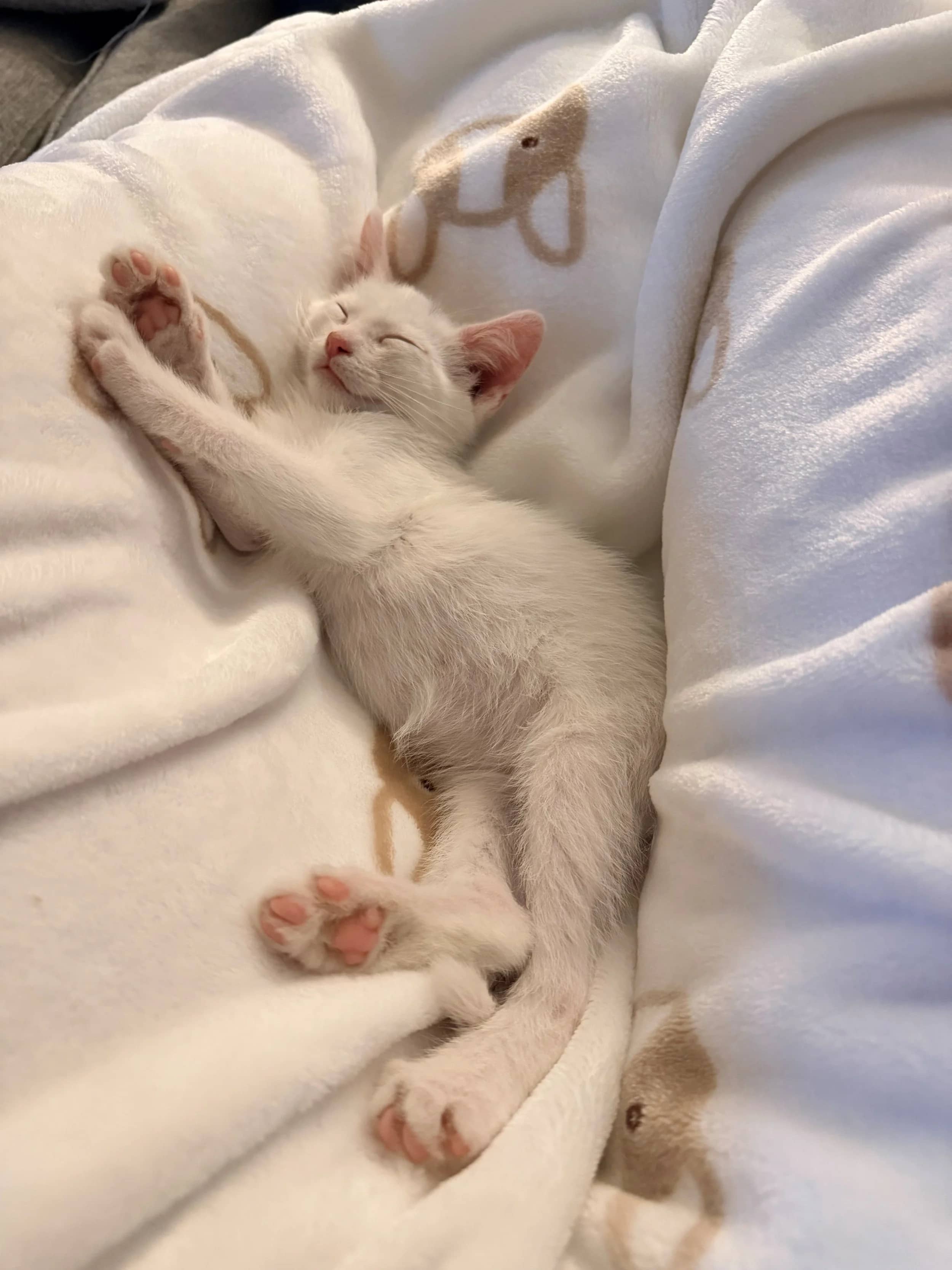 T-bone - Domestic Short Hair cat available for adoption at SCAT Street Cat Rescue Program in Saskatoon