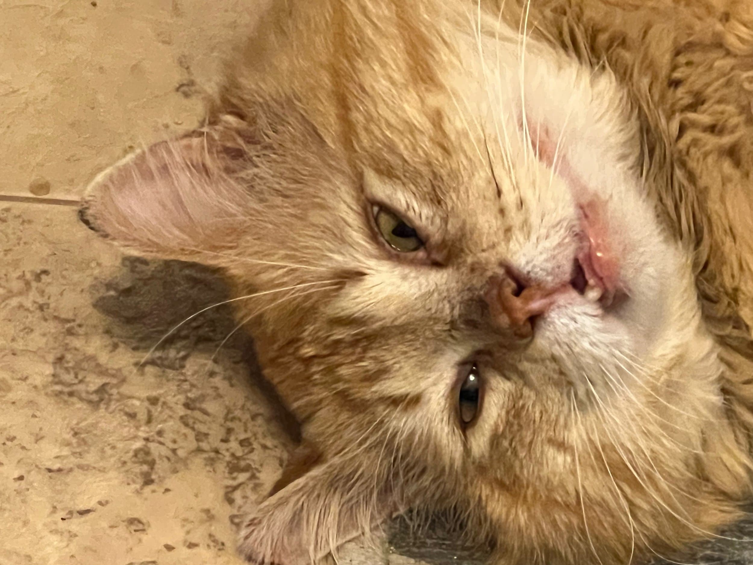 ZeZe - Domestic Medium Hair cat available for adoption at SCAT Street Cat Rescue Program in Saskatoon