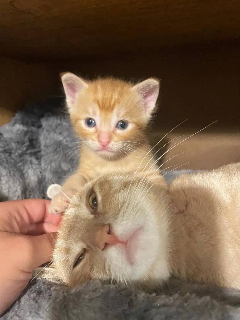 Iceland Poppy - Domestic Short Hair available for adoption