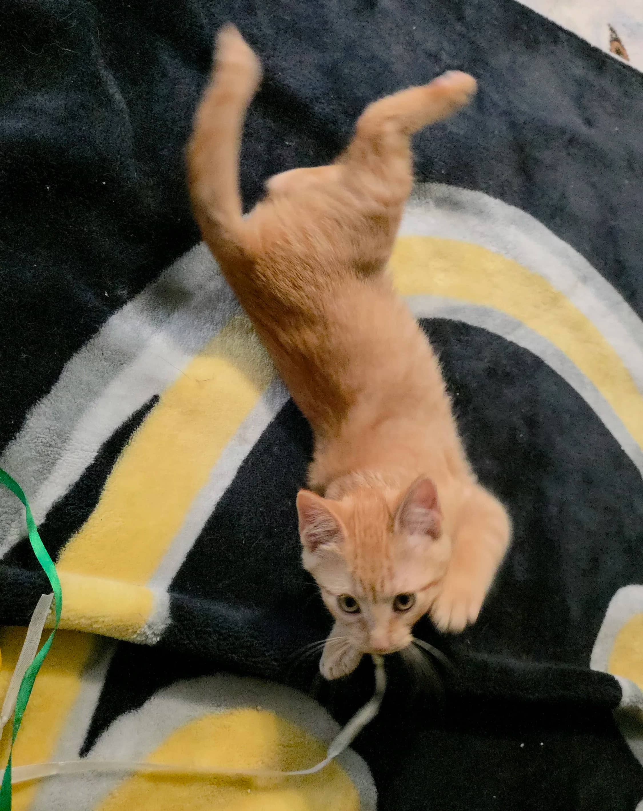 Uther - Domestic Short Hair cat available for adoption at SCAT Street Cat Rescue Program in Saskatoon