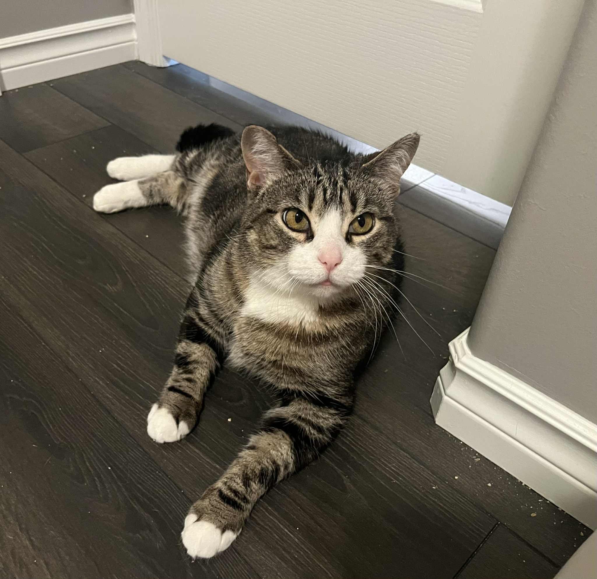 Egyptian Rose Onion - Domestic Short Hair cat available for adoption at SCAT Street Cat Rescue Program in Saskatoon