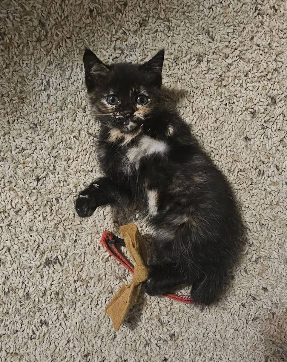 Ulric - Domestic Short Hair cat available for adoption at SCAT Street Cat Rescue Program in Saskatoon