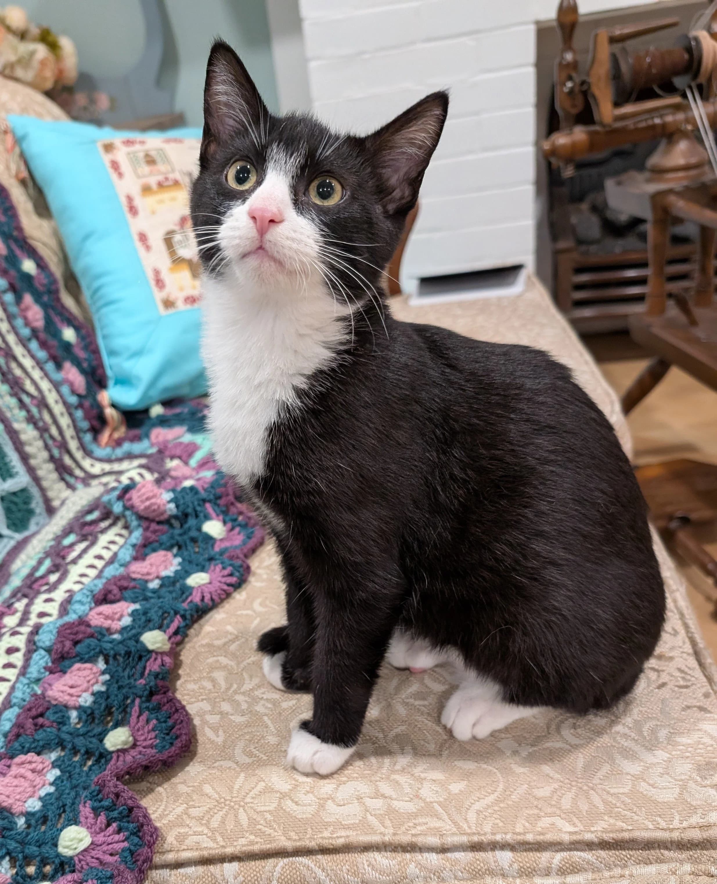 Vermont - Domestic Short Hair cat available for adoption at SCAT Street Cat Rescue Program in Saskatoon