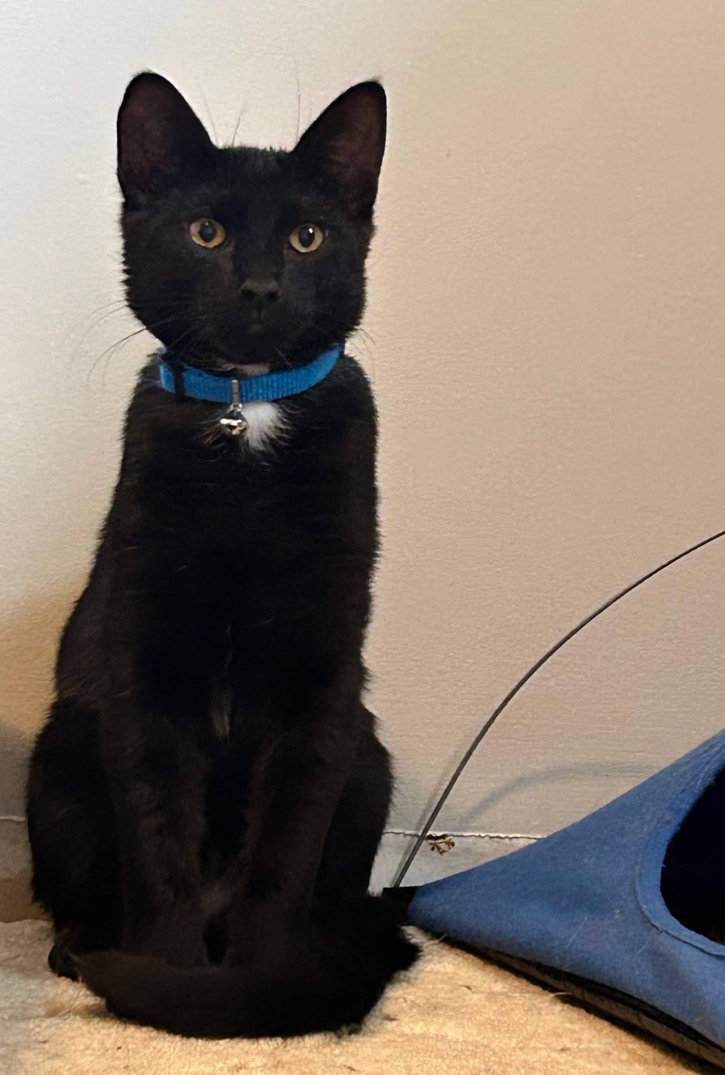 Uriah - Domestic Short Hair available for adoption