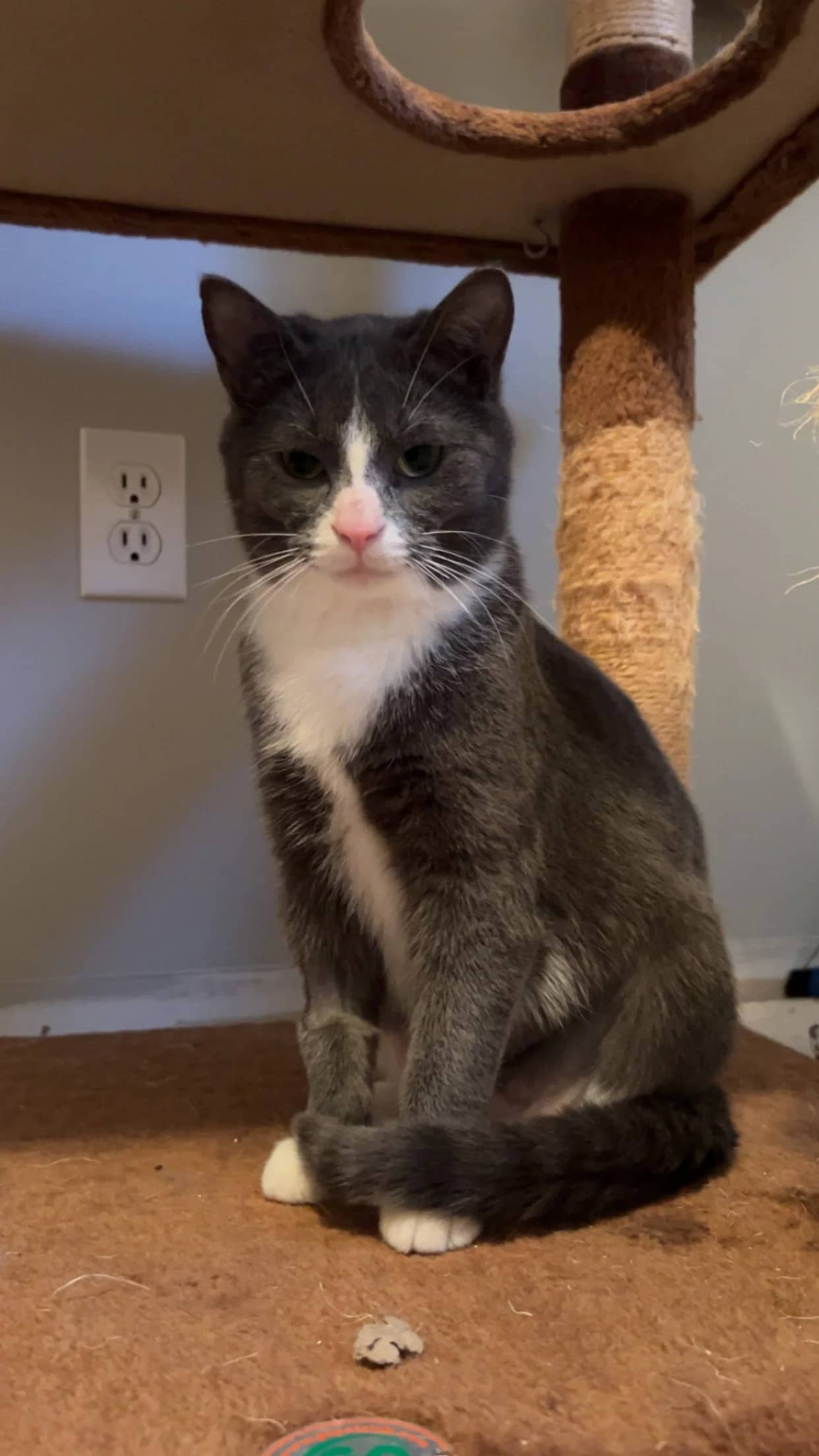 Sasuke - Domestic Short Hair available for adoption