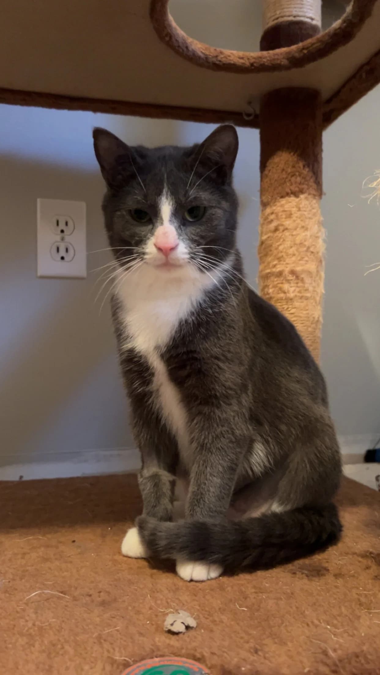 Sasuke - Domestic Short Hair cat available for adoption at SCAT Street Cat Rescue Program in Saskatoon